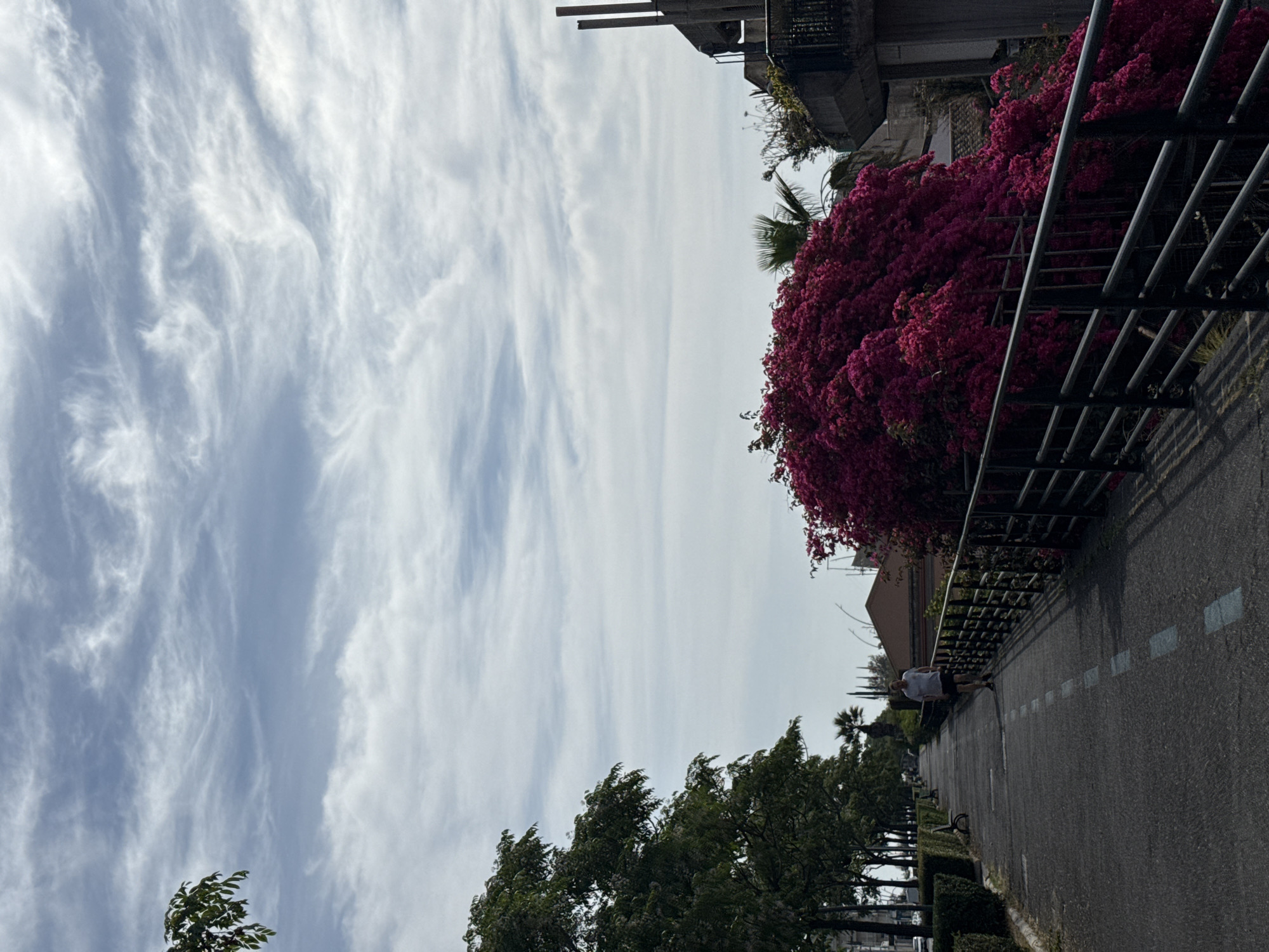 The image depicts a street scene in an unidentified city. The view is oriented vertically, with the sky filling the left side of the frame, marked by wispy, cirrus-like clouds. On the right, a dense, vibrant bougainvillea bush cascades over a metal fence that lines the edge of a paved walkway. The walkway stretches away into the distance, lined with trimmed hedges and trees, providing a sense of depth. A person is jogging along the walkway. Further back, buildings are visible, including one structure with a dark overhang. The overall atmosphere is bright, suggesting daylight conditions.
