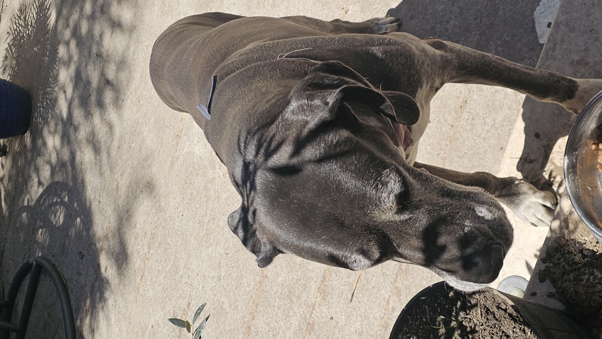 An overhead photograph captures a large, dark-coated dog, likely a mastiff or similar breed, standing on a light-colored concrete surface under direct sunlight. The dog, predominantly dark grey with lighter brindle markings on its legs and chest, is positioned with its head lowered towards a silver metal bowl filled with kibble. A black strap or collar is visible across its upper back. To the left of the dog's head is a black plastic pot containing soil and small green sprouts. In the background, tree shadows are cast across the concrete, and a portion of a blue pot and a dark metal object, possibly furniture, are visible. The scene is outdoors, consistent with a patio or yard in San Bernardino Tlaxcalancingo, Mexico.