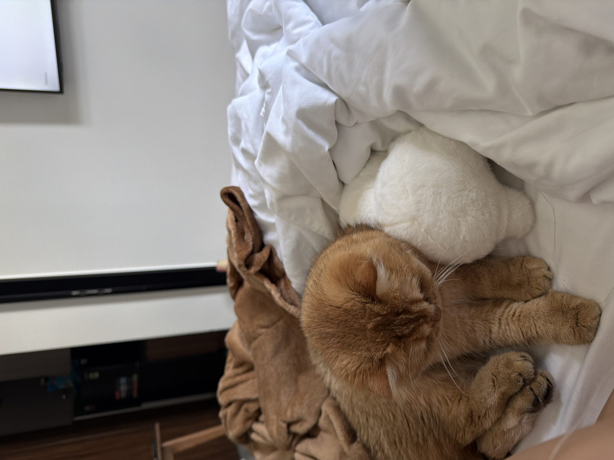 An orange cat is curled up on a white bed next to a white stuffed animal. The cat is facing to the right, with its head resting on the stuffed animal. A brown blanket is draped over the bed behind the cat. The room appears to be a bedroom, with a dresser and a television visible in the background. The image was taken in Da Nang, Vietnam.