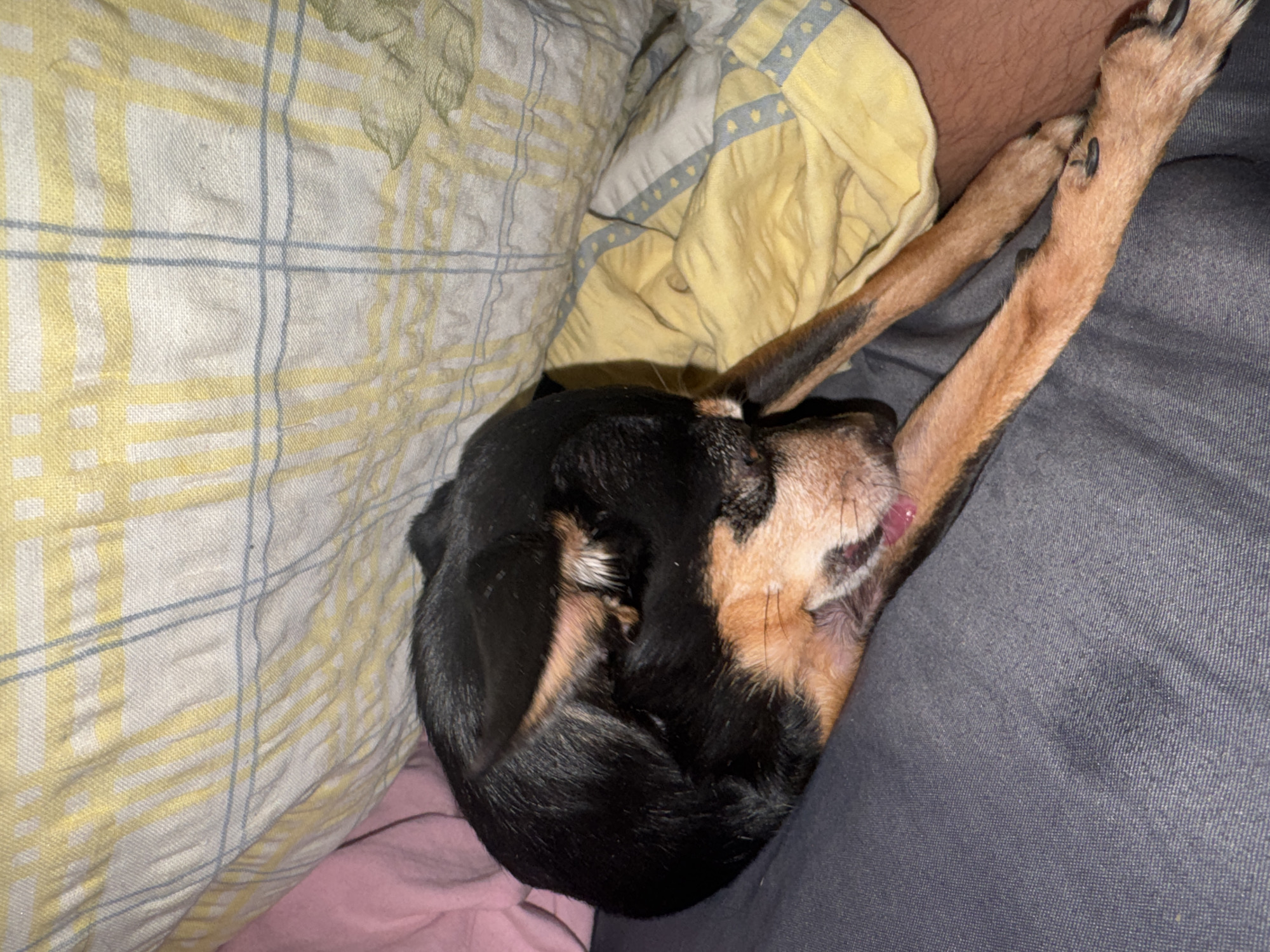 The image shows a small black and tan dog curled up and sleeping under a yellow and white plaid blanket. The dog's head is tucked into its body, and one of its front paws is resting on a dark gray surface, possibly a bed or a couch. A glimpse of a person's leg is visible on the right side of the frame, suggesting the dog is sharing a sleeping space with someone. The environment appears to be indoors, likely a bedroom. There is no identifiable information about the specific location in Sofia, Bulgaria.
