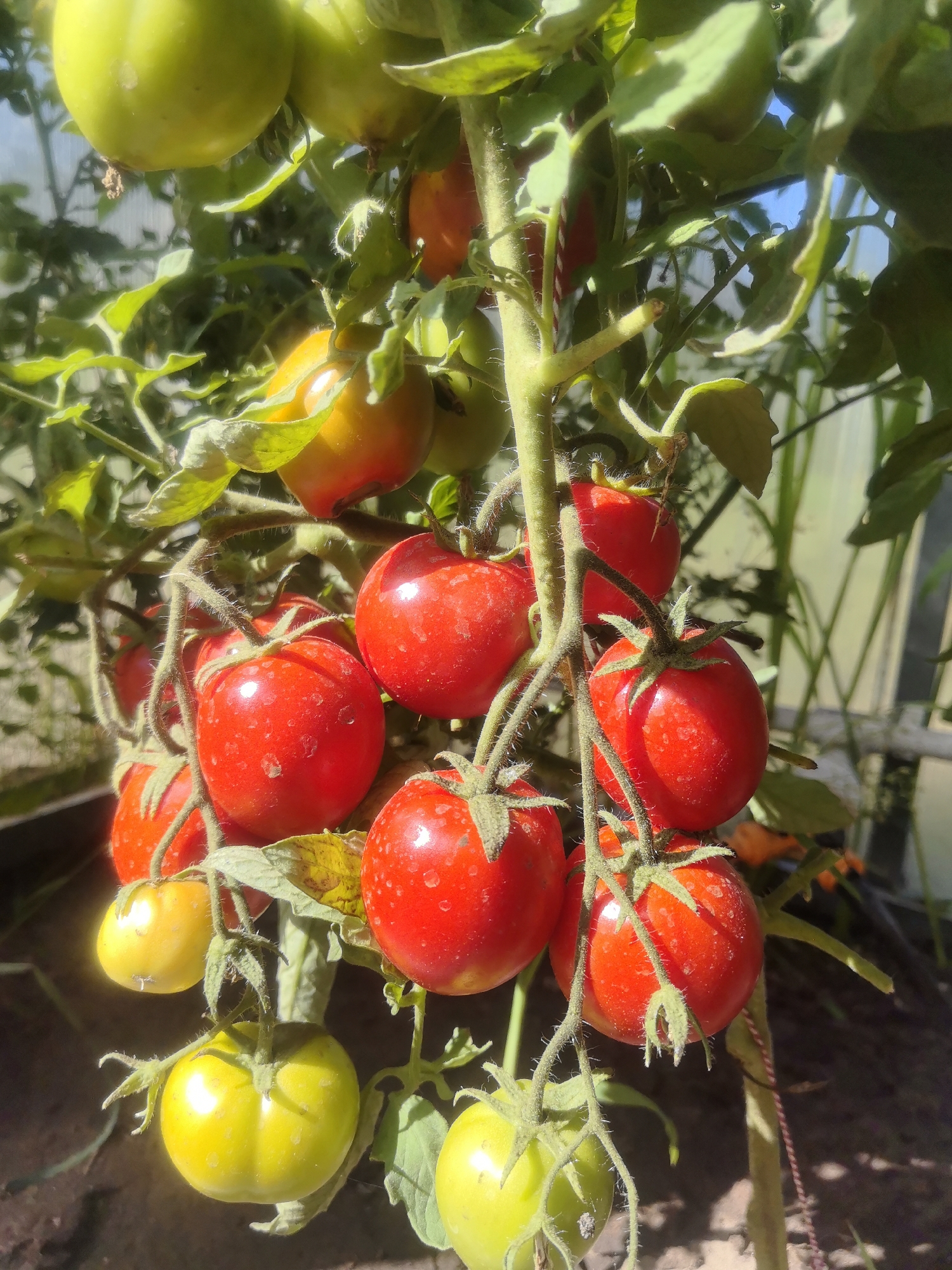The image shows a close-up view of ripening tomatoes on a vine, likely in a greenhouse or garden. Several clusters of tomatoes are visible, with some being a vibrant red and others still green or yellowish. The tomatoes are round and appear plump, with small water droplets on their surfaces. The vine is green and leafy, with fuzzy stems and tendrils. In the background, a blurred structure that resembles a greenhouse with translucent walls is visible, along with some greenery and sunlight. The ground below appears to be covered in soil. The image does not contain any people or visible evidence of human activity beyond the cultivation of the tomatoes. There is no specific indication that the location is the city of Kashino, Russia; this detail is not supported by visual evidence in the image.