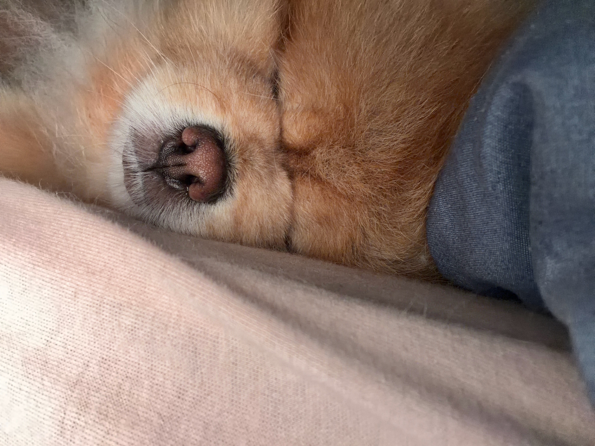 The image shows a close-up of a sleeping Pomeranian dog. The dog's nose, part of its face, and some of its light brown fur are visible. The dog is resting on a pinkish-white textured surface, possibly a blanket or bedsheet. To the right, a dark blue fabric, likely another blanket or piece of clothing, is partially visible, covering a portion of the dog. The lighting is soft and diffused, suggesting an indoor setting. There are no identifiable landmarks or clues to pinpoint the location in Tbilisi, Georgia.