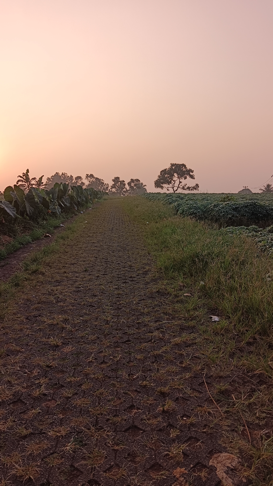The image presents a rural agricultural scene in Kemang, Indonesia, under low light conditions, indicative of either sunrise or sunset. A wide, geometrically patterned path, composed of dark pavers with sparse green and brown grass growing through the interstices, extends from the bottom foreground into the hazy distance, bisecting the lower portion of the frame.
To the left of the path, a narrow dirt strip precedes a dense, linear planting of large-leafed green plants, possibly taro, that form a distinct boundary. Beyond these plants, a row of trees with dark, dense foliage is silhouetted against the diffused, warm glow of the horizon. On the far left, a brighter area suggests the location of the sun.
To the right of the path, a strip of unkempt green and brown grass borders a cultivated field populated by numerous low-growing, leafy green plants, which stretch into the mid-ground. A prominent, solitary tree with a broad, irregular canopy and dark, gnarled branches stands against the sky in the mid-ground. Further to the right, additional trees and a utility pole with power lines are faintly visible.
The sky, occupying the upper two-thirds of the image, displays a gradient of soft colors, transitioning from a pale orange-peach near the horizon to a muted pink-lavender overhead, characteristic of atmospheric haze. No human figures or animals are present. Small pieces of white litter are scattered on the ground adjacent to the path in the foreground.