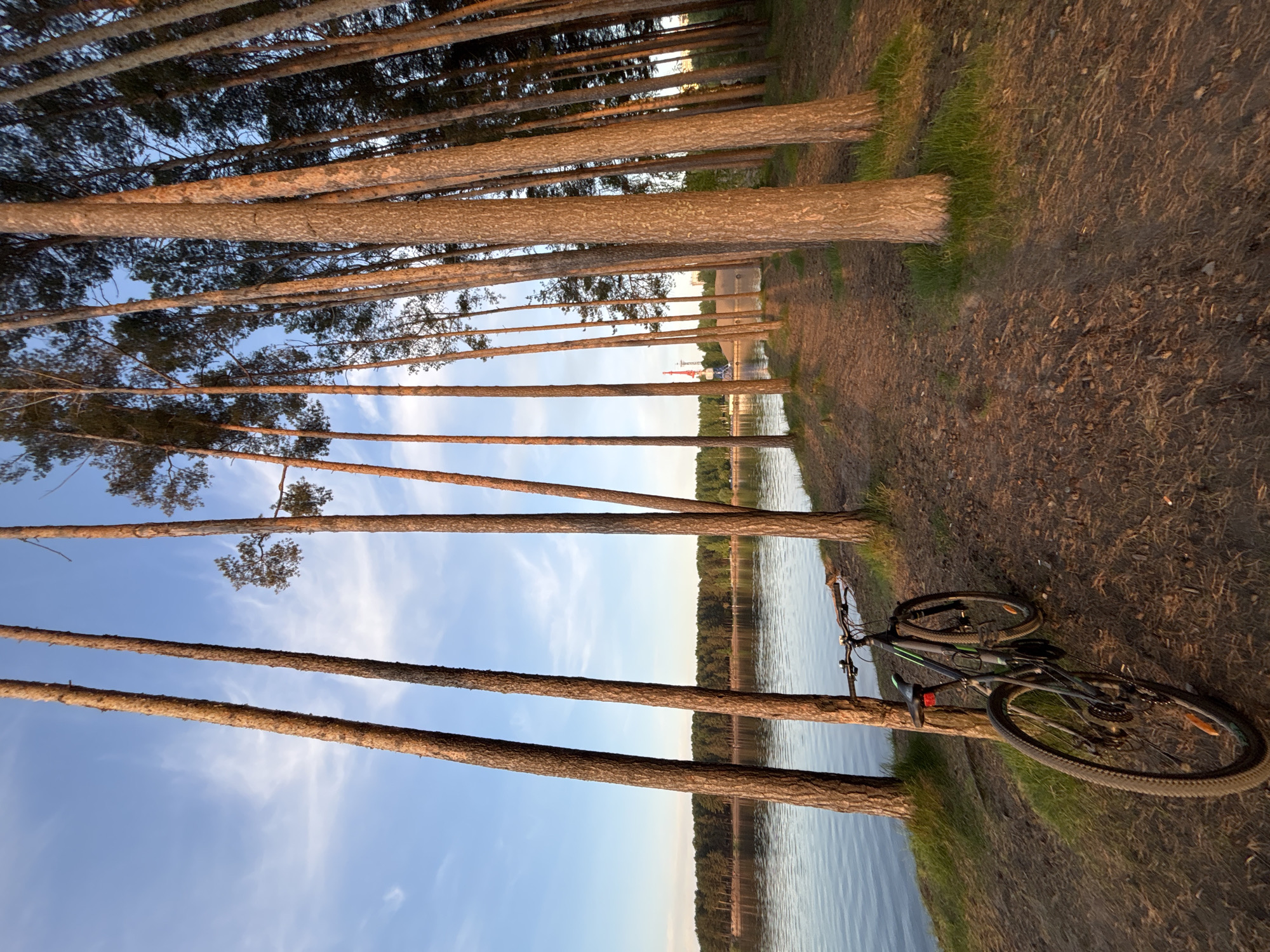 The image shows a forest scene in Chaikovsky, Russia. Tall, slender pine trees stand along the bank of a body of water, presumably a lake or river. The trees' trunks are visible from the bottom to the top of the frame. A bicycle lies on the ground near the edge of the water. The sky is blue with light clouds. On the opposite shore, vegetation and what may be a structure or machinery can be seen in the distance. The light suggests it is either sunrise or sunset.