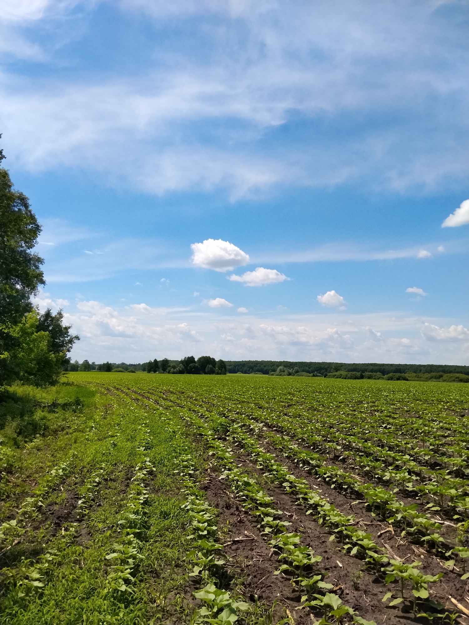 In Matiashivka, Ukraine, a vast, cultivated field stretches towards a treeline under a bright blue sky dotted with wispy white clouds. The field is planted in neat rows, with young green plants emerging from dark soil. To the left, a dense cluster of trees and greenery forms a natural border along the edge of the field. The overall scene is one of agricultural cultivation under a clear, sunny sky.