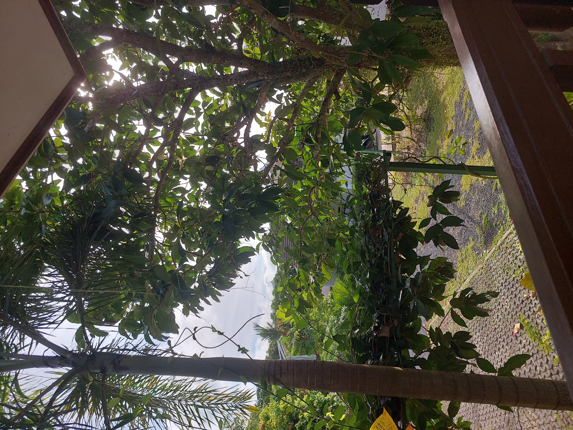The image shows a view from a wooden balcony looking out onto a lush garden area with various trees and foliage. In the foreground, a brown wooden railing is visible. To the left, the trunk of a palm tree is prominent, with fronds extending upwards and to the left. A vine with curling tendrils is wrapped around the palm trunk. To the right, a large tree with a textured bark and abundant green leaves dominates the middle ground, with sunlight filtering through its branches and leaves, creating bright spots. In the background, glimpses of buildings with tiled roofs and other tropical vegetation can be seen under a cloudy sky. The ground appears to be a mix of paved interlocking bricks and gravel, with patches of green grass. A motorcycle is parked in the distance to the right. The scene depicts a tropical outdoor environment, likely a residential area in Baan Mae Nam, Thailand, characterized by abundant plant life and a relaxed atmosphere. There are no people visible in the image.