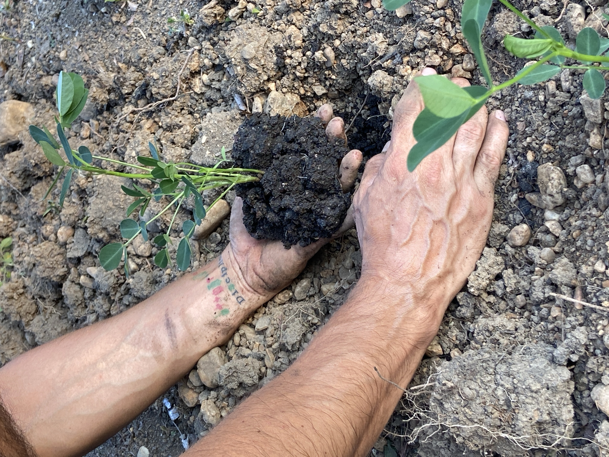 A close-up, eye-level shot captures a person's hands as they plant a small seedling in the dirt. The seedling, with its vibrant green leaves, is held in a clump of dark, rich soil. The person's forearms, with visible veins and fine hairs, are also in the frame. A tattoo on the right forearm reads "Disciple" with colorful shapes above it. The ground is a mix of soil, small pebbles, and dried plant matter. The overall scene suggests an outdoor setting, possibly in a garden or agricultural area, in Los Velásquez, Venezuela.