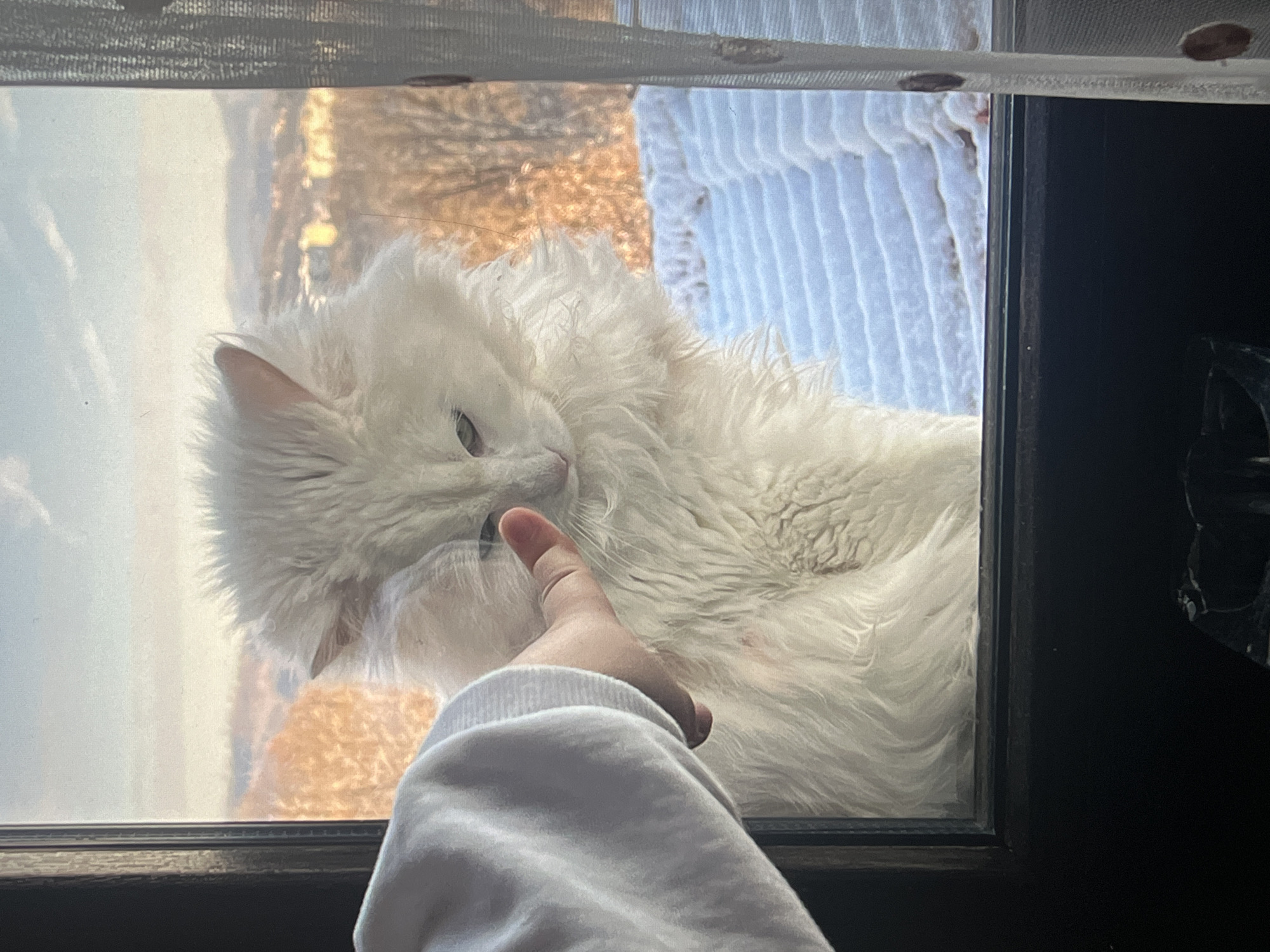 A medium shot depicts a white, fluffy cat partially visible through a window, with a hand extending from below to touch the cat's face. The cat is positioned near the center of the frame, its head tilted slightly downwards. The hand, wearing a white sweater, is positioned in the lower center. The background visible through the window includes hints of a landscape with light and dark tones, potentially suggesting a building or natural environment. The window frame is dark, contrasting with the bright fur of the cat and the white sweater.