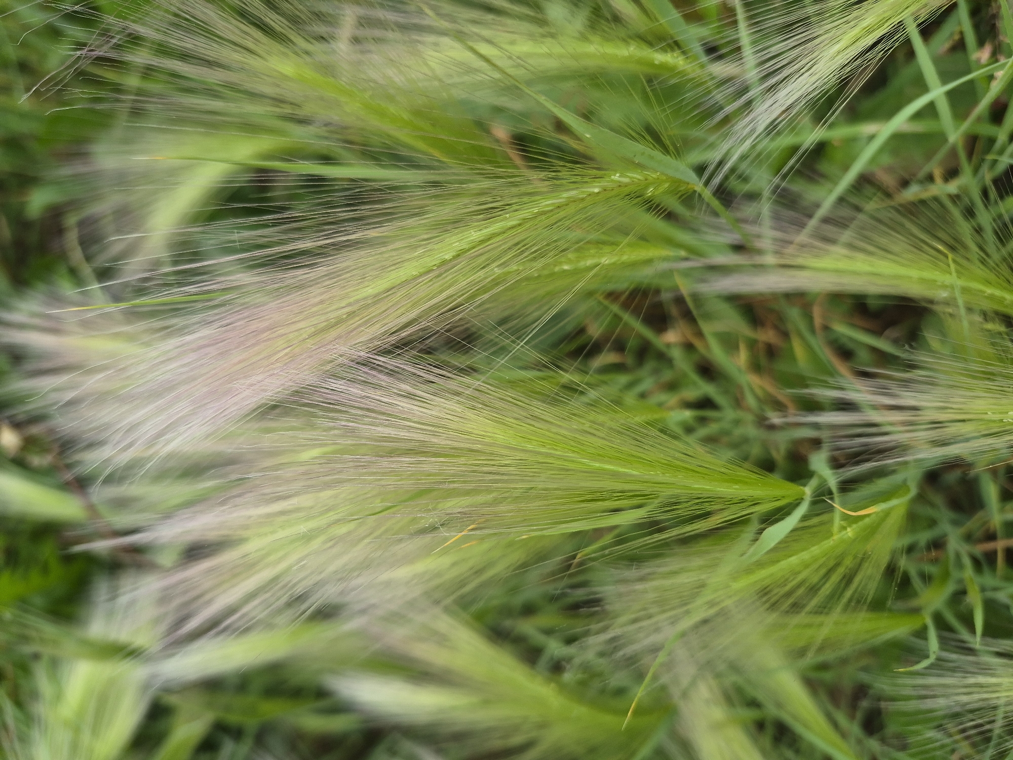 This is a close-up, eye-level, outdoor shot of foxtails, commonly known as a type of grass. The foxtails are green with feathery tips, which are a pale pinkish-white color. They are clustered together, creating a soft, blurry background of green grass and darker brown earth. The lighting is natural, suggesting an overcast or shaded environment, which softens the details and highlights the delicate textures of the foxtails. There are no people or animals present in the image. The scene appears to be a natural area, possibly a field or meadow within the city of Nyagan, Russia.