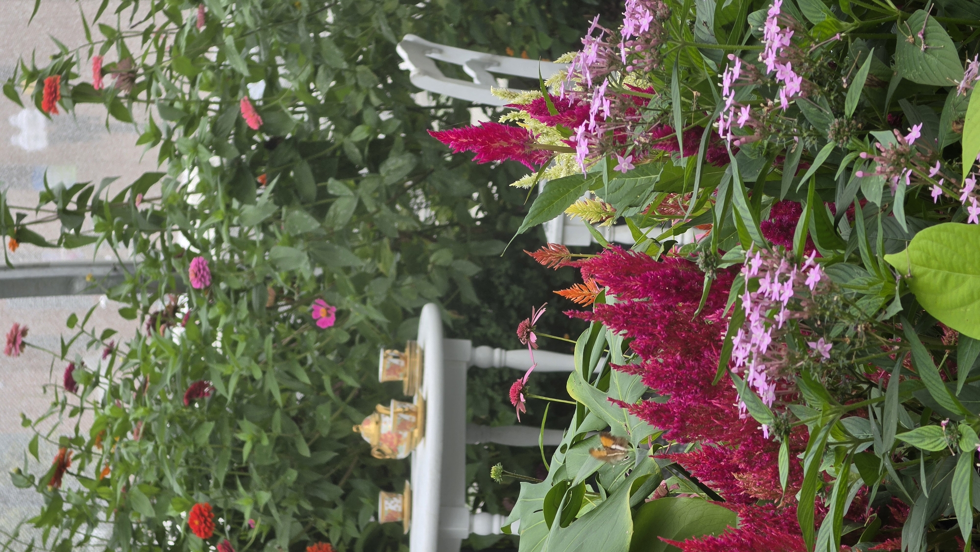 The image depicts an outdoor garden setting, likely in Chicago, USA, with a focus on lush greenery and vibrant flowers. In the foreground, a cluster of bright pink, velvety celosia flowers stands tall, interspersed with delicate, pale pink pentas. To the left, a few large, glossy green leaves frame the scene, and a small butterfly with orange and brown markings is perched on one of them.
Further back, a white table is set for tea, complete with a decorative teapot and two teacups with saucers. The table is surrounded by an abundance of colorful flowers, including pink coneflowers, red zinnias, and other blooming plants. A white garden chair is visible to the right, partially obscured by the foliage. The background is a dense tapestry of green leaves and various flowers, creating a serene and picturesque garden atmosphere. The lighting suggests it is daytime, likely under overcast skies or in shaded conditions, as there are no harsh shadows.