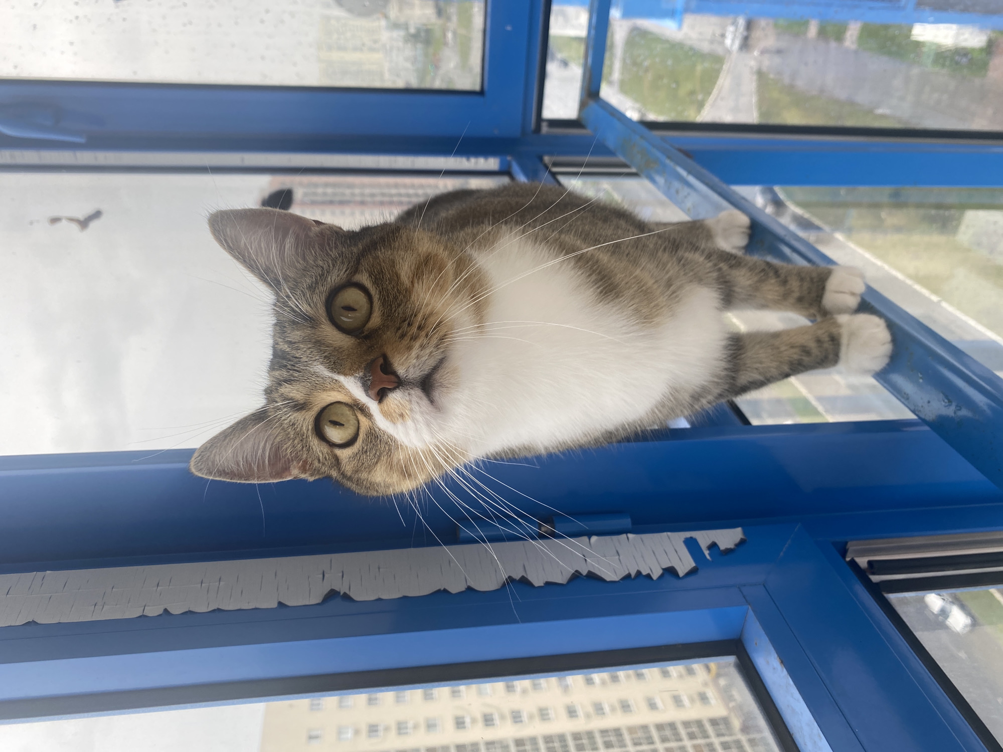 A tabby and white cat with green eyes stands on a blue metal railing on a balcony. The cat is facing forward and looking upwards. In the background, apartment buildings and a cloudy sky are visible. The scene is located on a balcony in the city of Rozhdestveno, Russia.