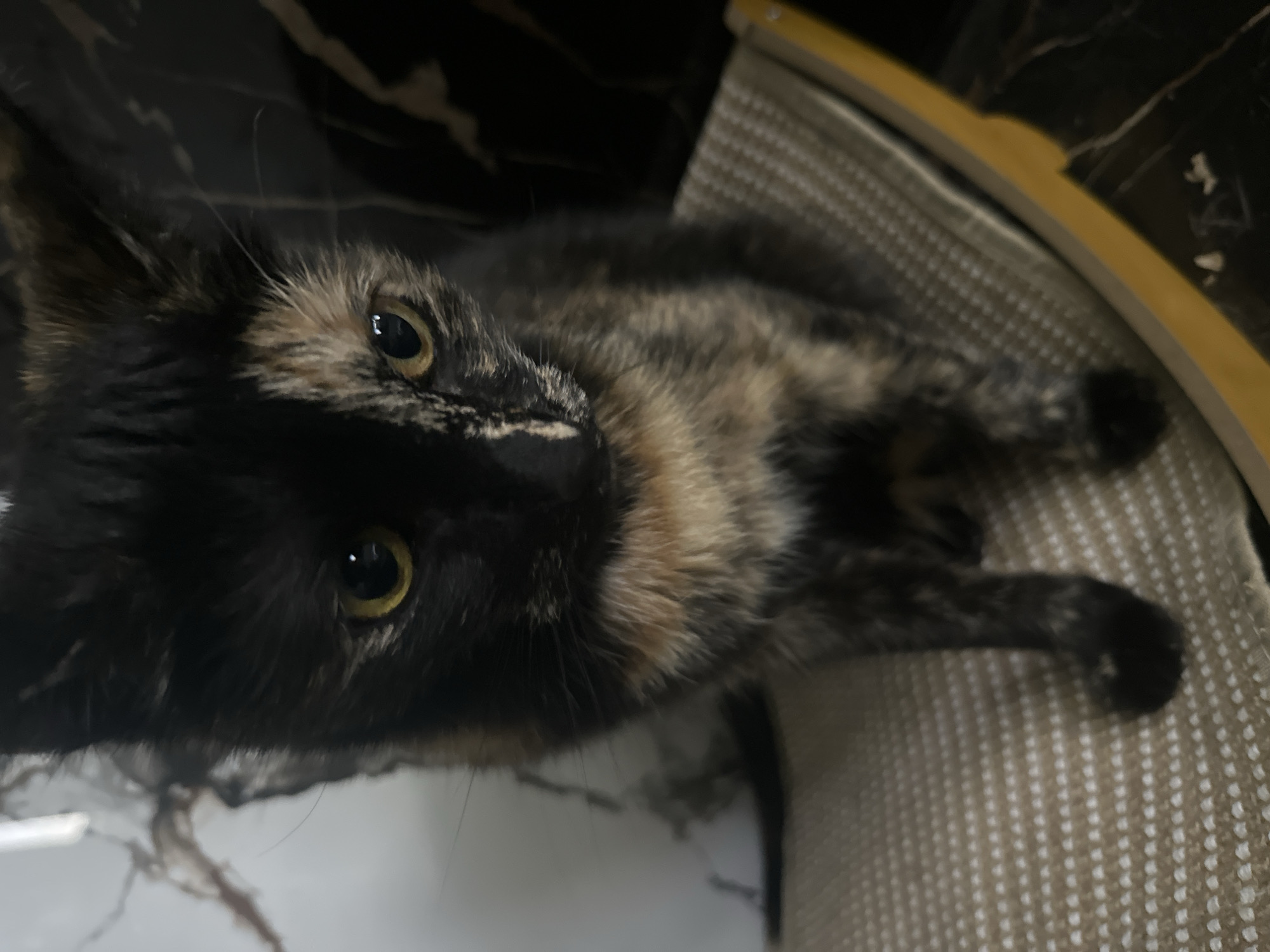 A tortoishell cat sits on a textured surface in what appears to be an indoor setting. The cat's fur is a mix of black, brown, and tan patches, with its face prominently featuring a distinct line dividing the black fur on the left from the lighter patches on the right. Its eyes are a bright yellow. The cat is positioned centrally in the frame, looking slightly downwards. The background is dark and indistinct, with some lighter, possibly marbled, textures visible on the left. The textured surface the cat is sitting on appears to be some sort of mat or fabric, possibly part of a cat bed or scratching post. There is a yellow-colored edge visible to the right of the mat. The scene does not contain any elements that would suggest it is located in Novaya Pustosh, Russia.