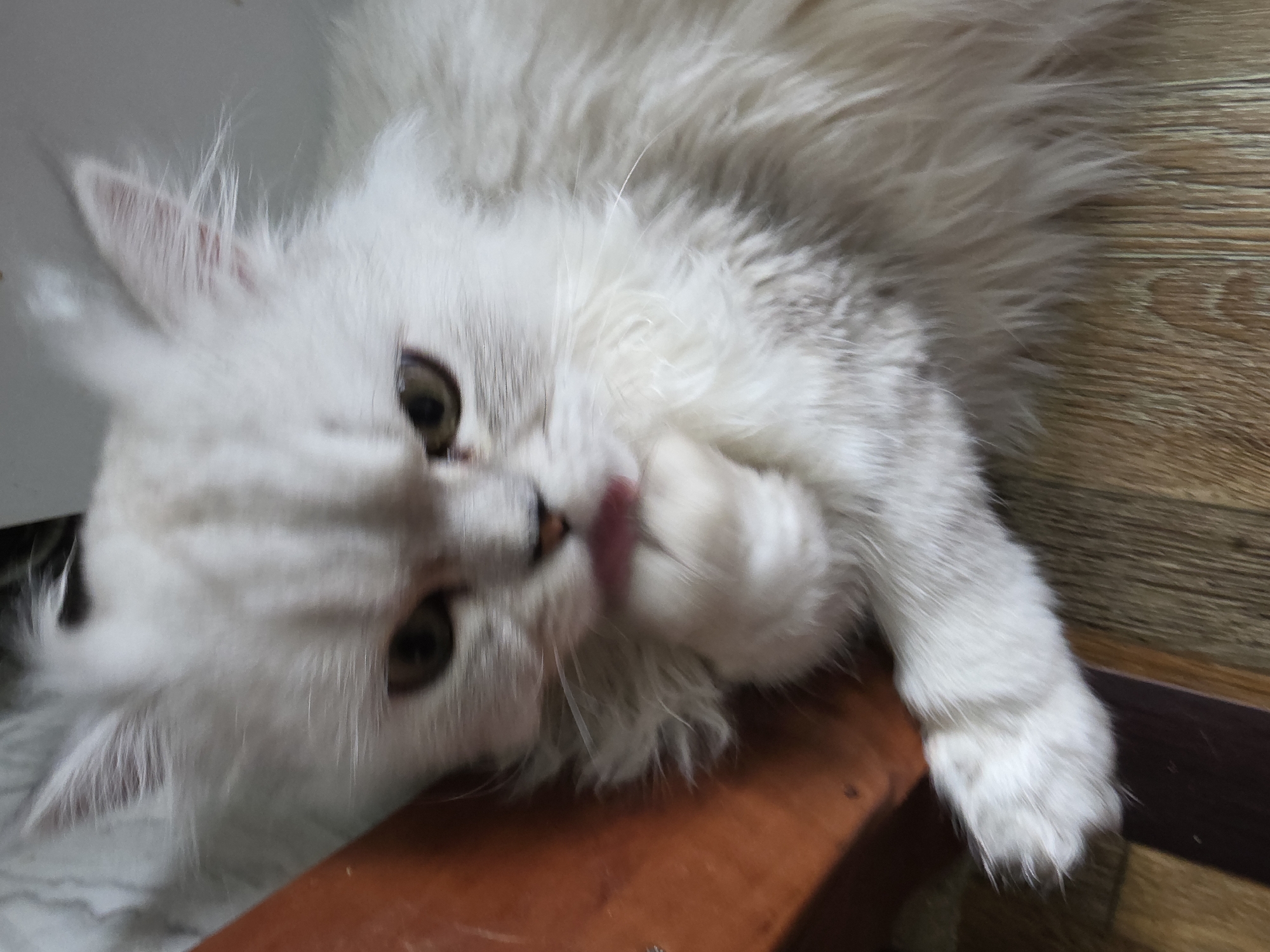 The image shows a close-up of a fluffy, white Persian cat lying down. The cat has light brown eyes and its tongue is visible, appearing to be licking its paw. The cat is positioned on a wooden floor next to a dark wooden surface, possibly a table or furniture. The background is out of focus, with a hint of a lighter wall. There are no people or any indication of a location in Novocheboksarsk, Russia.