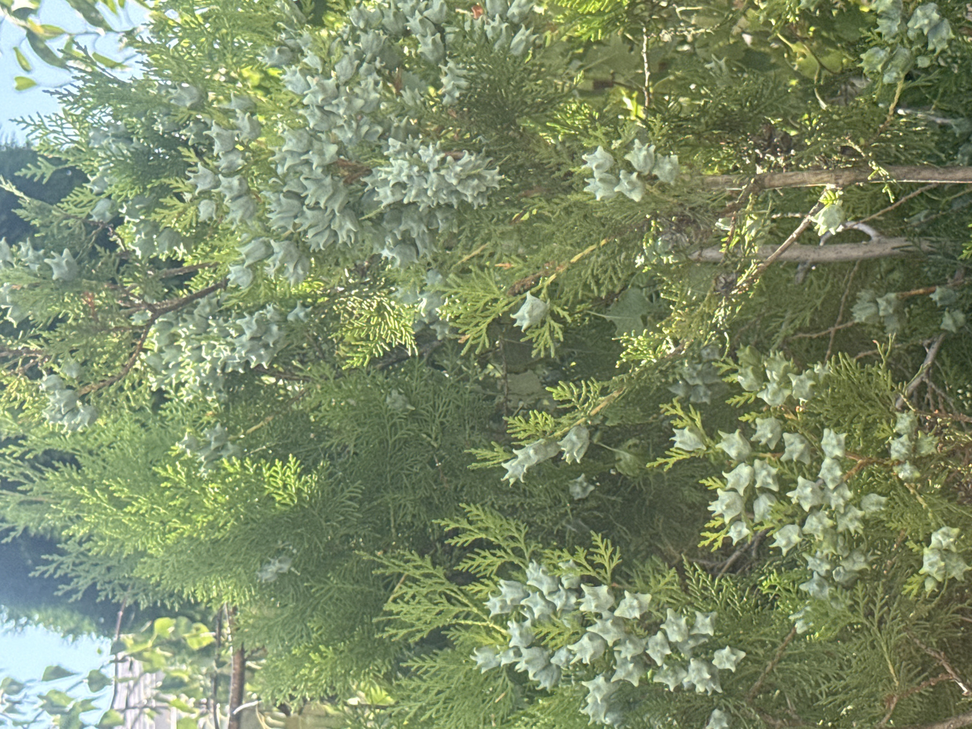 A close-up, eye-level shot shows dense foliage of a coniferous tree, likely a Thuja species, in Sary-Oy, Kyrgyzstan. The branches are covered in vibrant green, scale-like leaves and numerous light green, star-shaped cones. The cones are clustered together, some appearing more mature than others, with a distinct, sharp-pointed texture. Sunlight filters through the leaves, creating highlights and casting some areas in shadow. In the background, glimpses of other green leaves and a bright blue sky suggest an outdoor setting, possibly a garden or park. The overall impression is one of lush, natural growth.