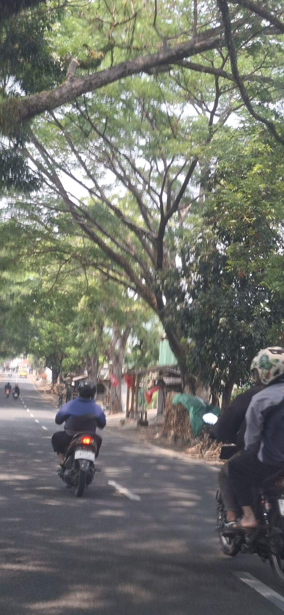 The image depicts a view of a tree-lined road, likely in Susukan, Indonesia, with the camera moving, causing motion blur. In the foreground, two motorcycles are traveling on the asphalt road. The motorcycle on the left has a rider wearing a blue jacket and black pants, their face obscured by a helmet. The motorcycle on the right has two occupants; the rider is wearing a gray jacket and black pants, and the passenger is wearing a helmet with a colorful design. The road has a white dividing line. On the sides of the road, there are mature trees with lush green foliage, some of which arch over the road, creating a canopy. Along the roadside, there are structures that appear to be small stalls or sheds, some adorned with red flags. Piles of wood or other materials are visible next to these structures. In the distance, other motorcycles and a yellow vehicle can be seen. The lighting suggests it is daytime, with sunlight filtering through the trees, casting dappled shadows on the road.