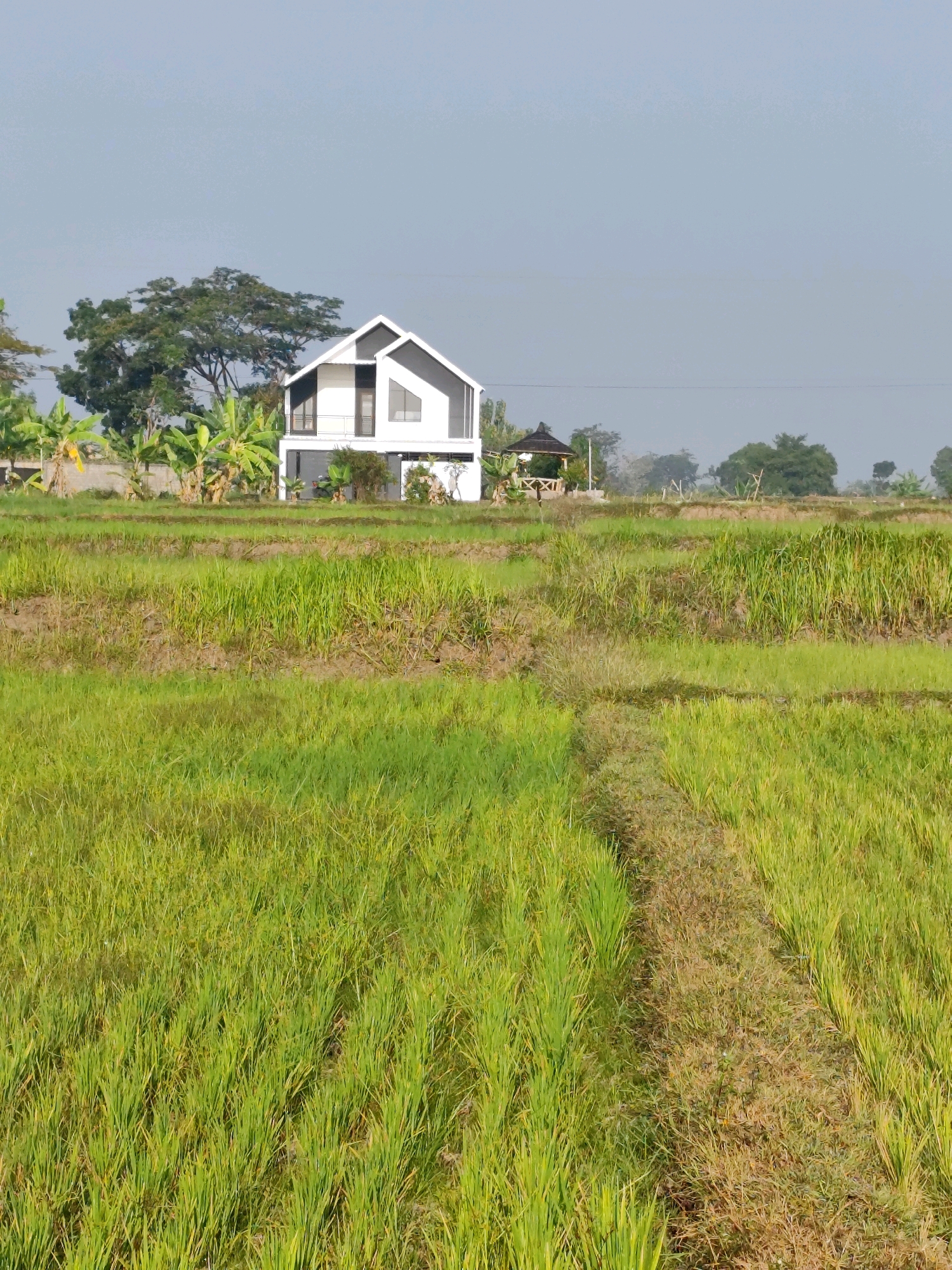 The image shows a modern white house with a unique angular roof design situated in a rural setting in Jebugan, Indonesia. In the foreground, a rice paddy extends towards the viewer, with a visible pathway carved through the green stalks. The house, which appears to be two stories, has large windows and a balcony on the upper level. Behind the house, a traditional gazebo with a dark, conical roof can be seen, along with banana trees and other lush vegetation. The overall environment suggests a tranquil, agricultural landscape under a clear, pale sky. There are no people or animals visible in the image.