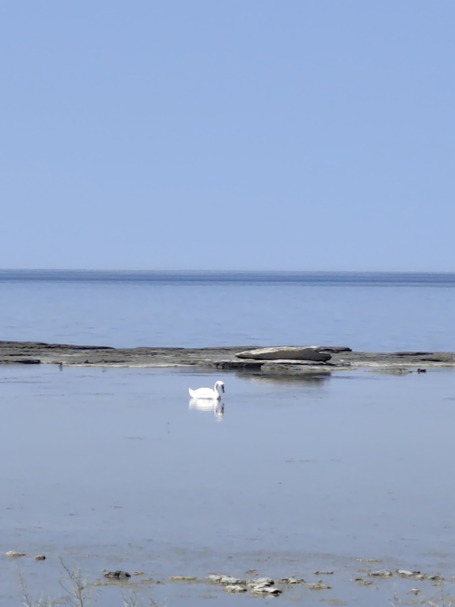 A solitary white swan floats in calm, shallow water near a rocky shoreline. The sky is a clear, uniform pale blue, with a distinct horizon line separating it from the slightly darker blue of the sea. In the foreground, several large, flat rocks emerge from the water, with smaller stones scattered around them. The swan is positioned in the middle ground, its reflection visible on the water's surface. The overall scene suggests a peaceful, natural environment. The location is identified as Saiyn Şapağatov, Kazakhstan.