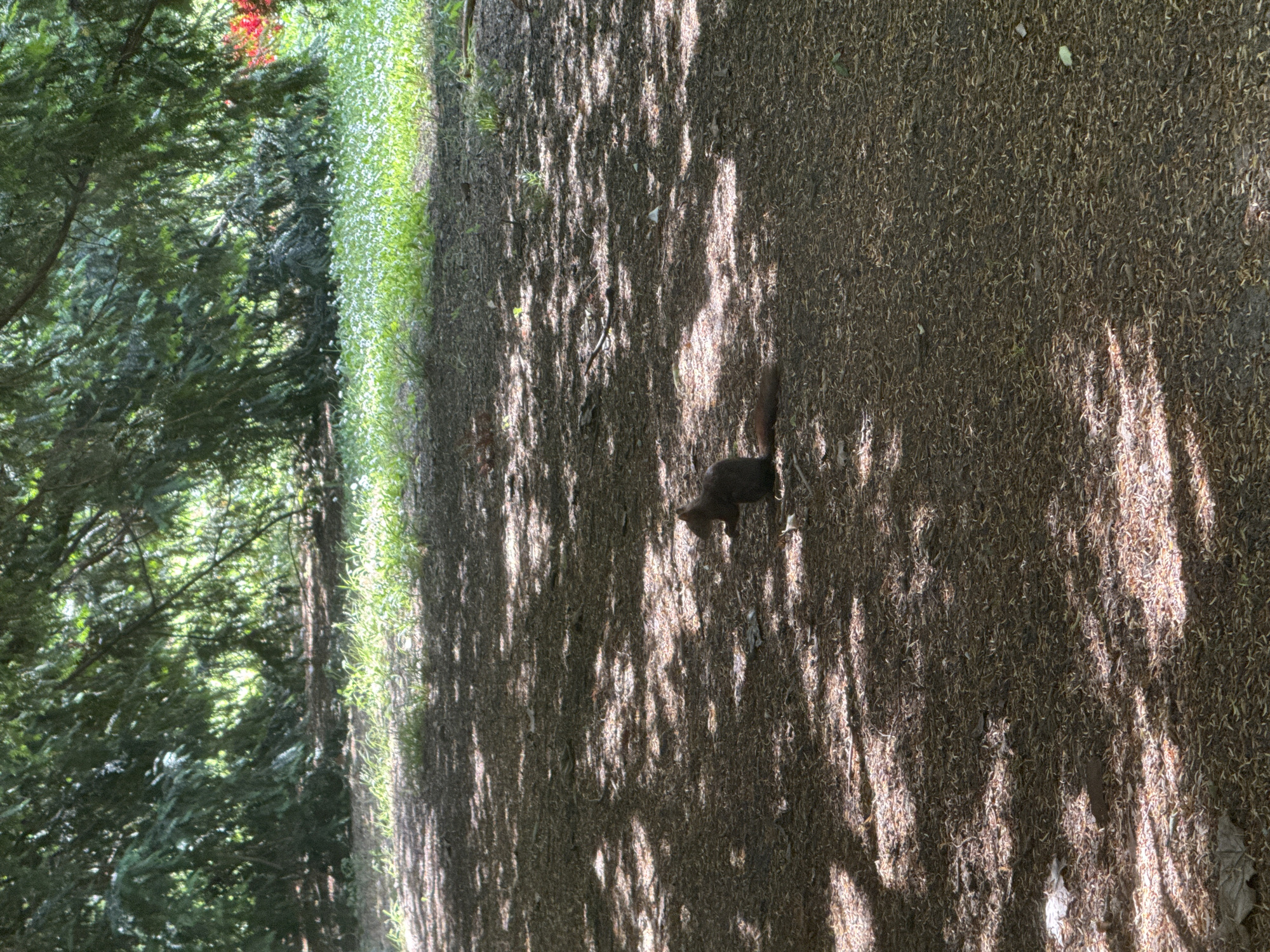 A squirrel is sitting on the ground beneath the shade of trees. The ground is covered in a layer of fallen leaves and debris. In the background, there is a patch of bright green grass with small white flowers and some red foliage. The scene is illuminated by dappled sunlight filtering through the tree canopy. The location is not specified in the image.