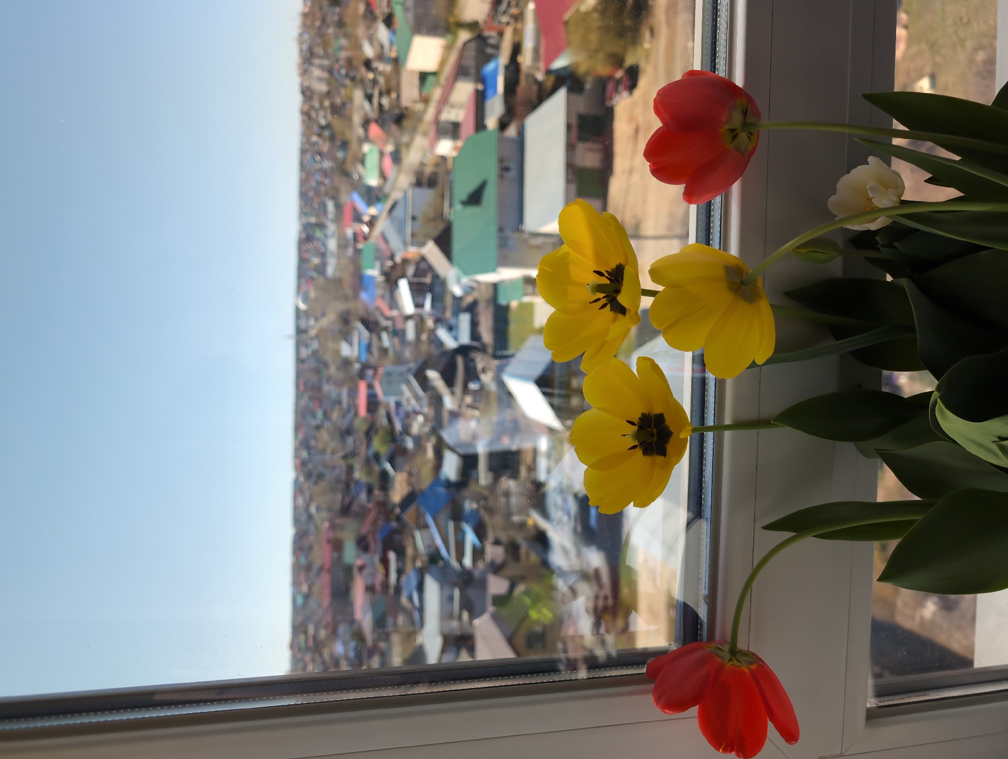 The image depicts a view from a window in Izhevsk, Russia, overlooking a densely populated residential area. A bouquet of tulips, featuring red, yellow, and white blooms, sits on the windowsill. The exterior scene shows a multitude of houses with various roof colors and styles, stretching across the cityscape under a clear sky.