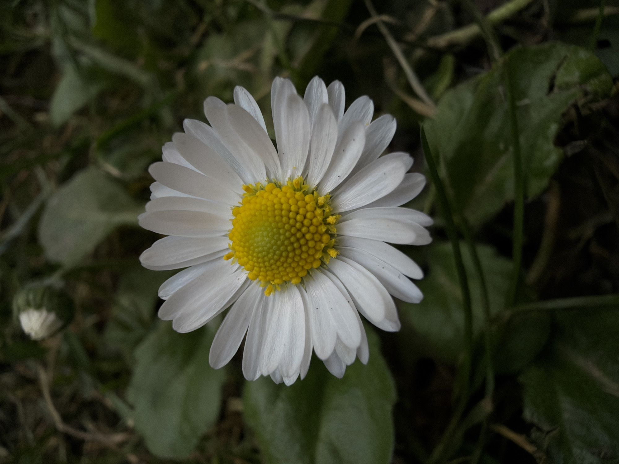 The image shows a daisy in a grassy area, possibly in Belgrade, Serbia. The daisy has white petals and a yellow center. The surrounding greenery includes grass and other plants. A small, unopened flower bud is also visible to the left of the daisy.