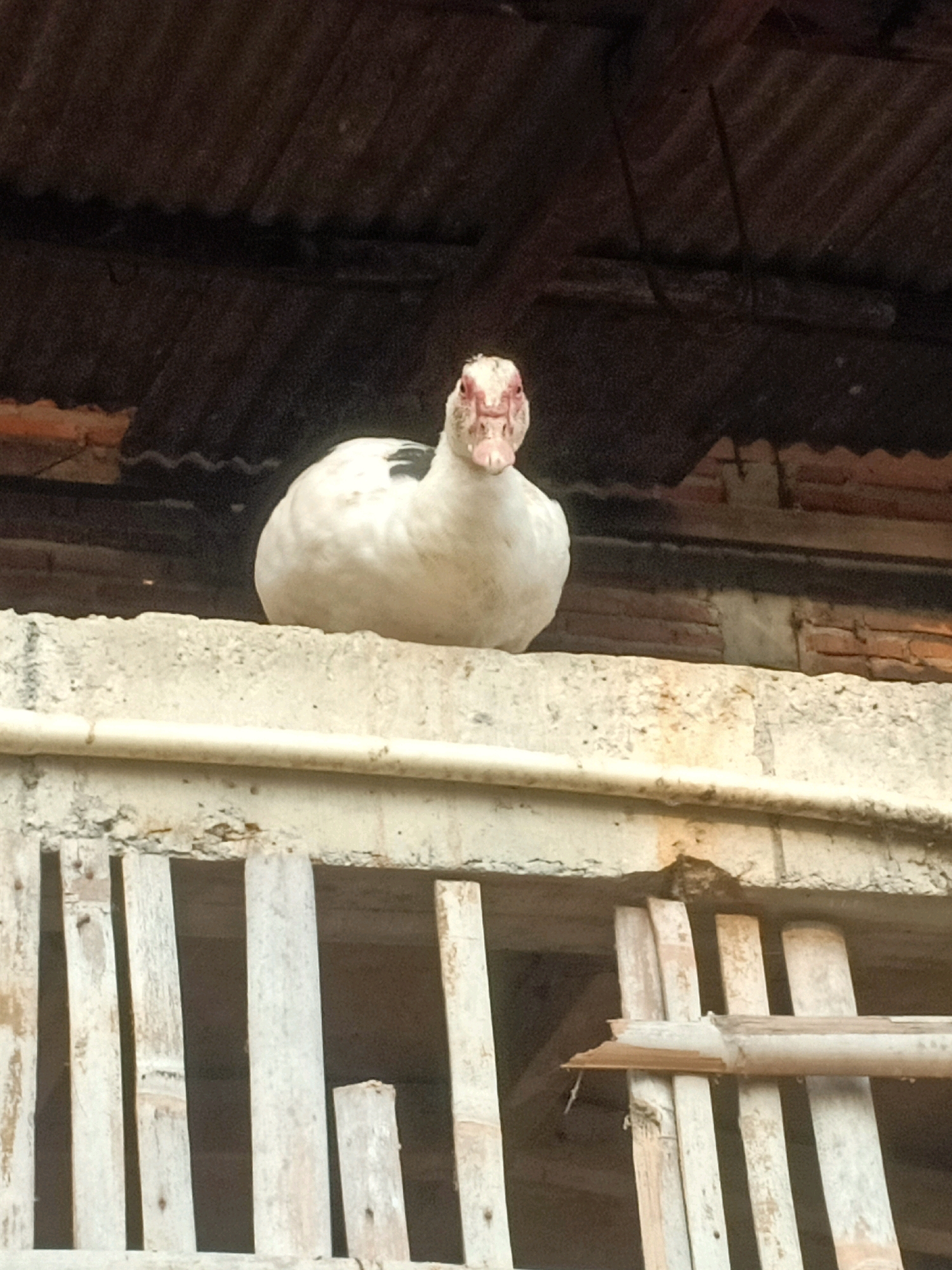 A white duck with black markings is perched on a concrete ledge under a corrugated metal roof. The duck is facing the camera directly, with its beak slightly open. The background consists of a brick wall and wooden structures. The scene appears to be outdoors in a rustic setting, possibly a farm or rural area in Tasikhargo, Indonesia.