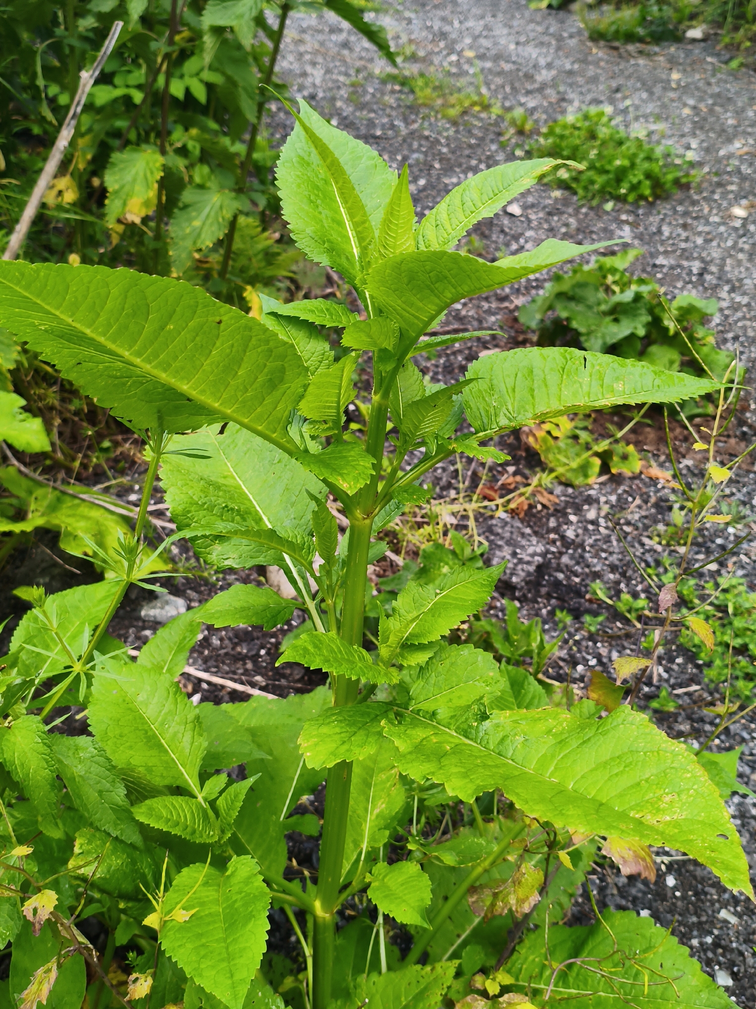 The image displays a close-up view of lush green foliage with a focus on a central plant with large, serrated leaves. The plant's stem is thick and green, with smaller leaves branching out. The background consists of a rough, gravelly path interspersed with patches of low-lying green vegetation. The overall setting suggests an outdoor environment in Gusyra, Russia, likely a park, garden, or undeveloped area. There are no people or animals visible in the image. The lighting appears to be natural daylight, and the leaves show some signs of moisture, possibly from recent rain or dew.