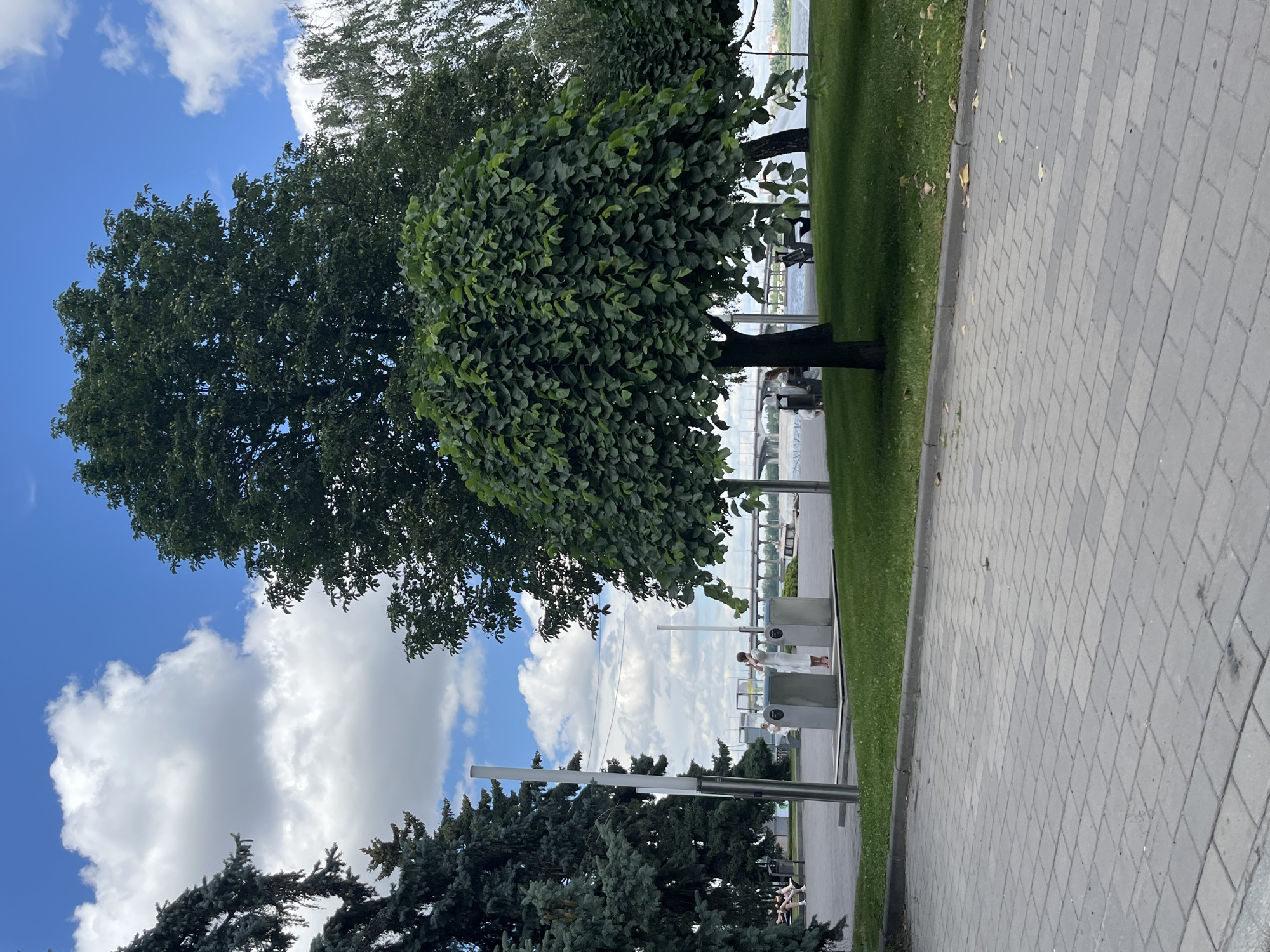 The image depicts a well-maintained park or promenade area alongside a body of water, possibly a river or lake, in Dnipro, Ukraine. The scene is bathed in bright daylight, under a sky dotted with fluffy white clouds and a clear blue expanse. Lush green grass covers the ground, contrasting with the grey, patterned brickwork of the walkway that occupies the right side of the frame.
Dominating the left and central portions of the image are large, mature trees. The tree on the left has a dense canopy of dark green leaves, while a meticulously sculpted, rounded tree with lighter green foliage stands prominently in the center. In the background, beyond the trees, a body of water is visible, with a modern-looking structure, possibly a bridge or a promenade railing, stretching across it.
Several individuals are present in the scene, though some are partially obscured by foliage or distance. Near the center, two people are standing by what appear to be information kiosks or public service units, one wearing a light-colored dress. Further in the background, other figures can be seen, suggesting a leisurely atmosphere. In the lower left corner, evergreen trees are visible. The overall impression is one of a pleasant, public outdoor space enjoyed on a clear day.
