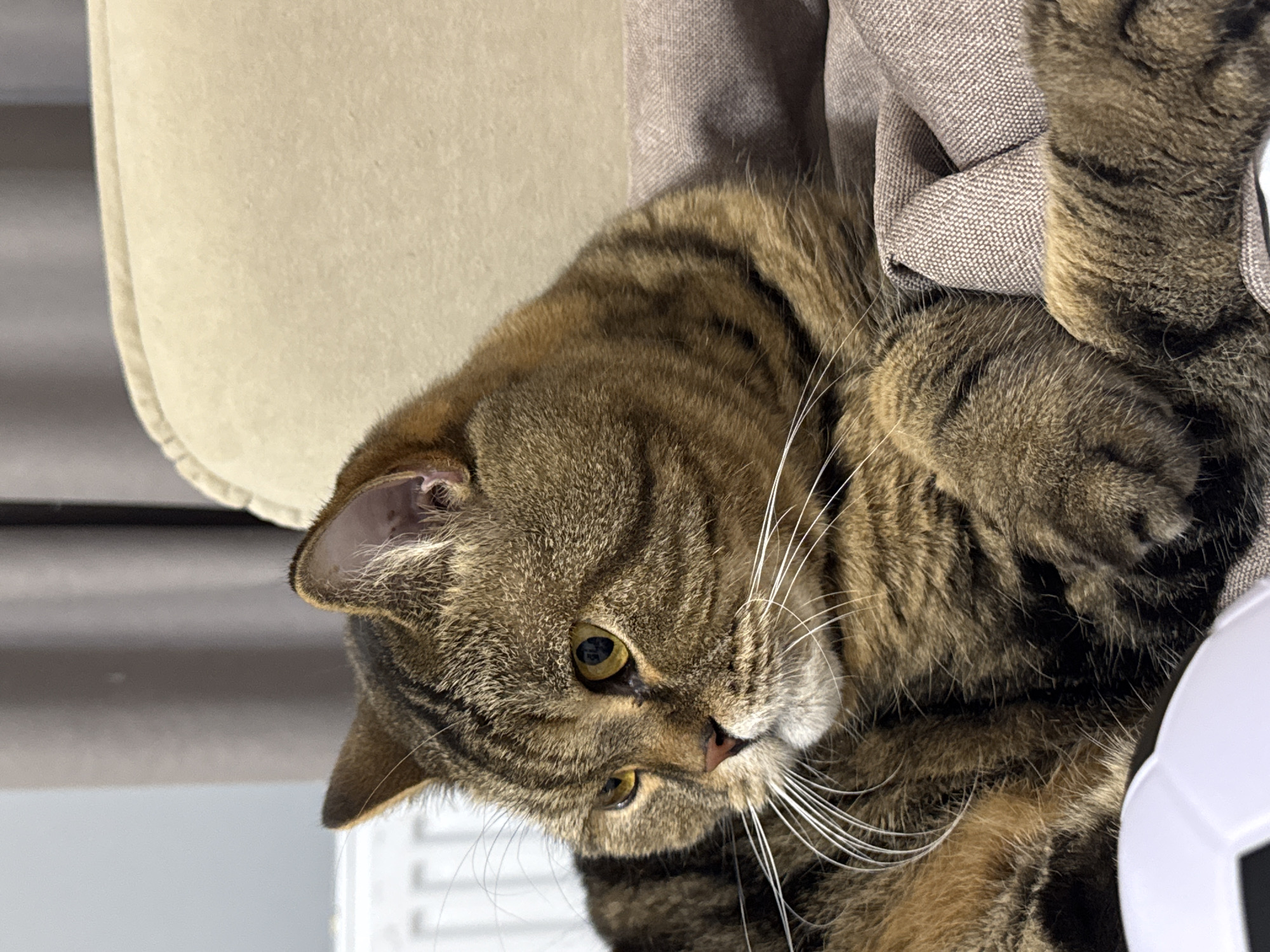 A close-up shot captures a tabby cat with golden eyes resting on a soft, taupe-colored fabric. The cat's fur exhibits a pattern of dark brown and black stripes against a lighter brown base. Its white whiskers are prominent, fanning out from its snout. The background is softly blurred, revealing a beige upholstered surface, likely a chair or sofa, and a glimpse of gray curtains. A portion of a white object with black markings, resembling a toy ball, is visible in the lower left corner. The lighting suggests an indoor setting, possibly in Mikhaylovsk, Russia, given the context of the request.