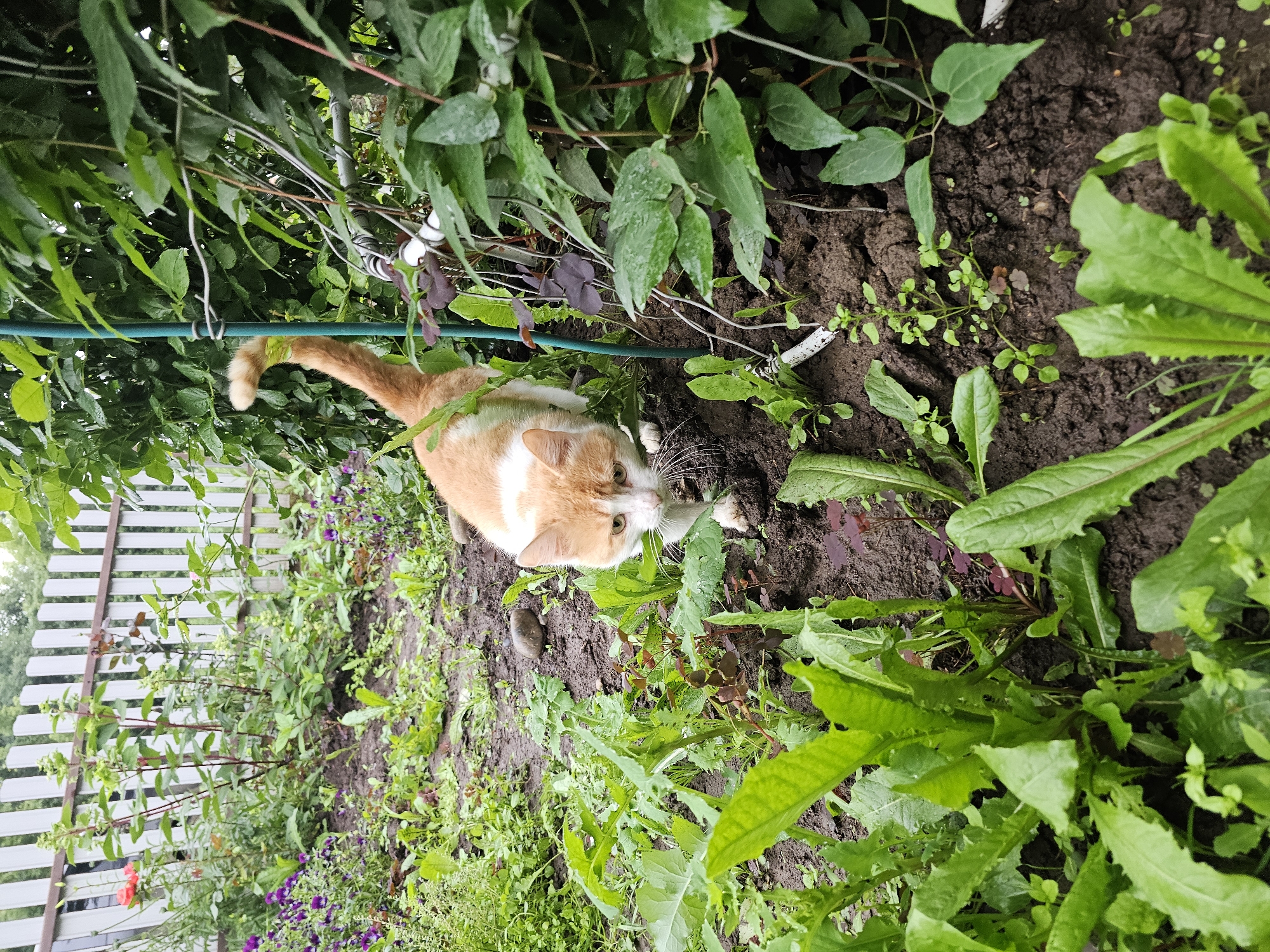 The image depicts an outdoor scene, likely a garden in Kalinovka, Russia. An orange and white cat is walking through the garden amongst lush green plants and dark soil. The cat is positioned in the center-right of the frame, facing forward with its head lowered. The background features a white picket fence and dense foliage. The overall impression is of a natural, somewhat wild garden environment.