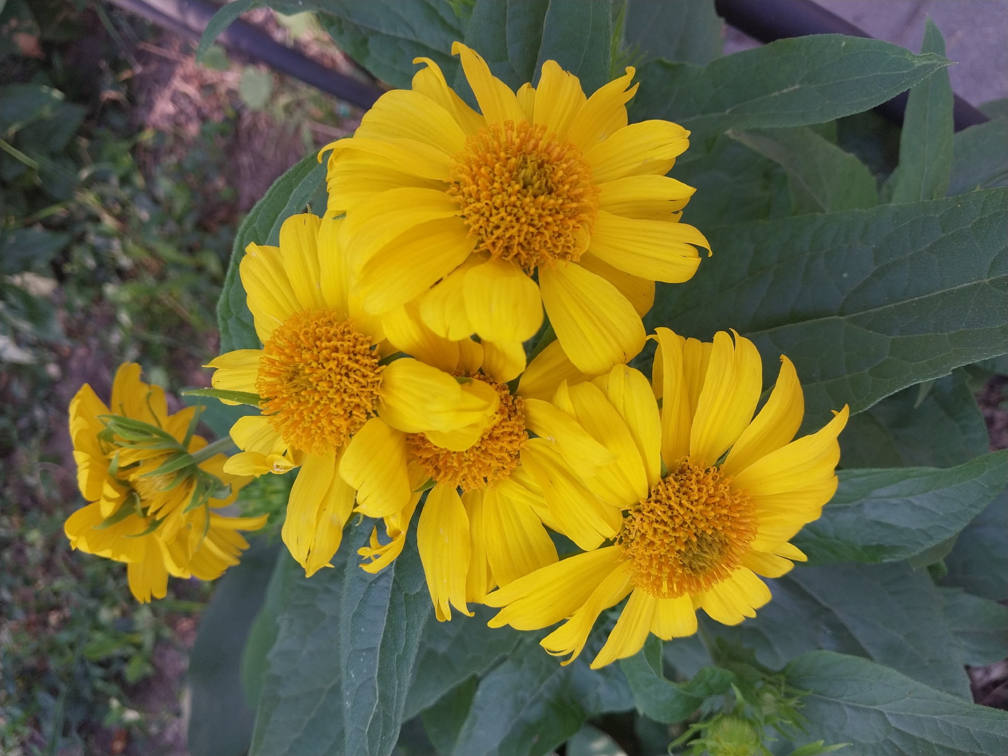 A close-up, eye-level, outdoor, daylight shot features a cluster of bright yellow flowers with orange-yellow centers, likely Heliopsis, in a garden setting. The flowers are in various stages of bloom, with some fully open and others still forming buds. Large, dark green leaves provide a lush backdrop. The background is blurred, showing hints of soil, vegetation, and a dark vertical object, possibly a fence or pipe, on the right side. The scene appears to be in a residential or public garden in Dnipro, Ukraine. There are no people or animals visible in the image, and no action is taking place.
