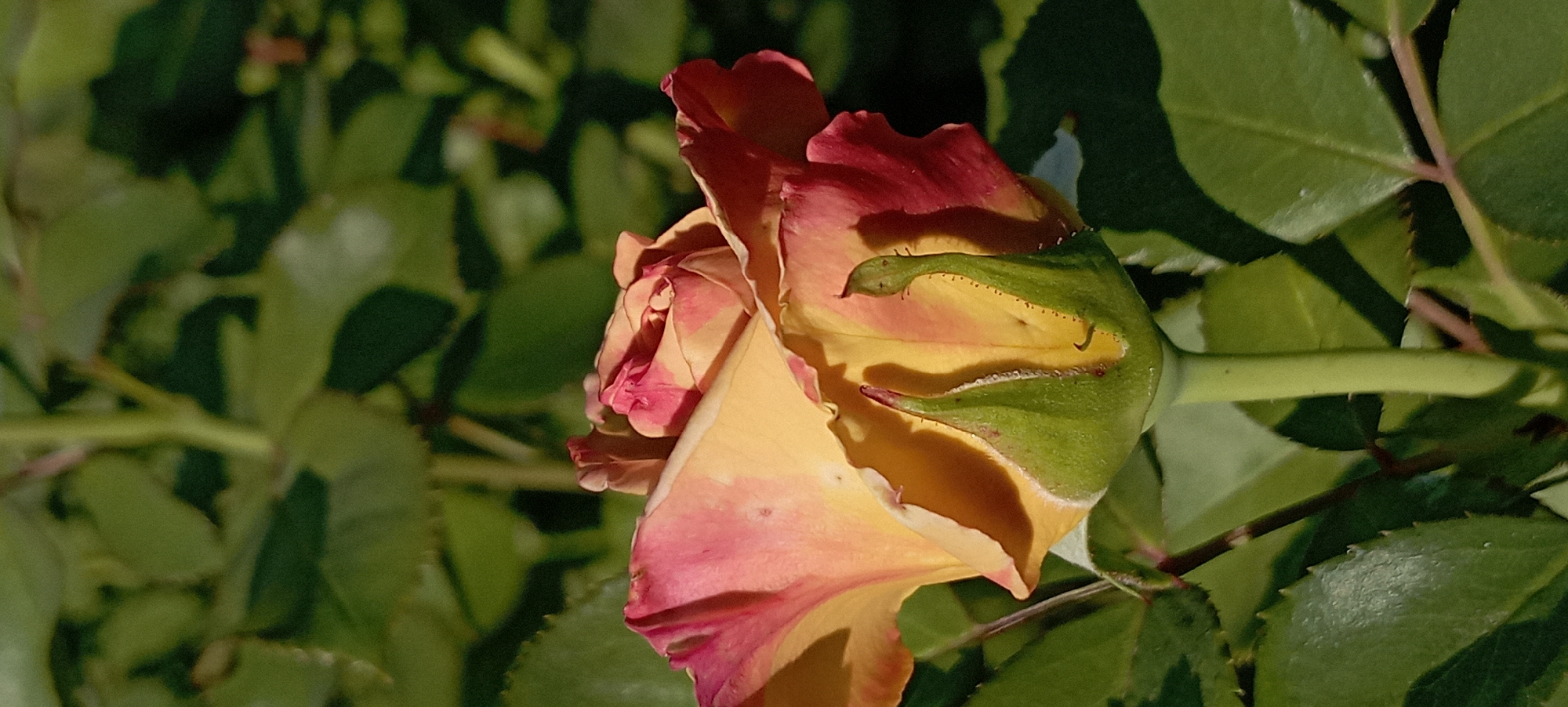 A close-up, eye-level, vertical shot showcases a partially opened rosebud with yellow and pink petals. The rosebud is centered in the frame, with its green sepals prominently visible at the bottom. The background is a soft blur of green foliage, suggesting an outdoor garden setting. The lighting indicates it is daytime, with sunlight casting shadows on the rose petals and sepals. There are no people or animals visible in the image. The location in Radisne, Ukraine, is not discernible from the visual information provided.
