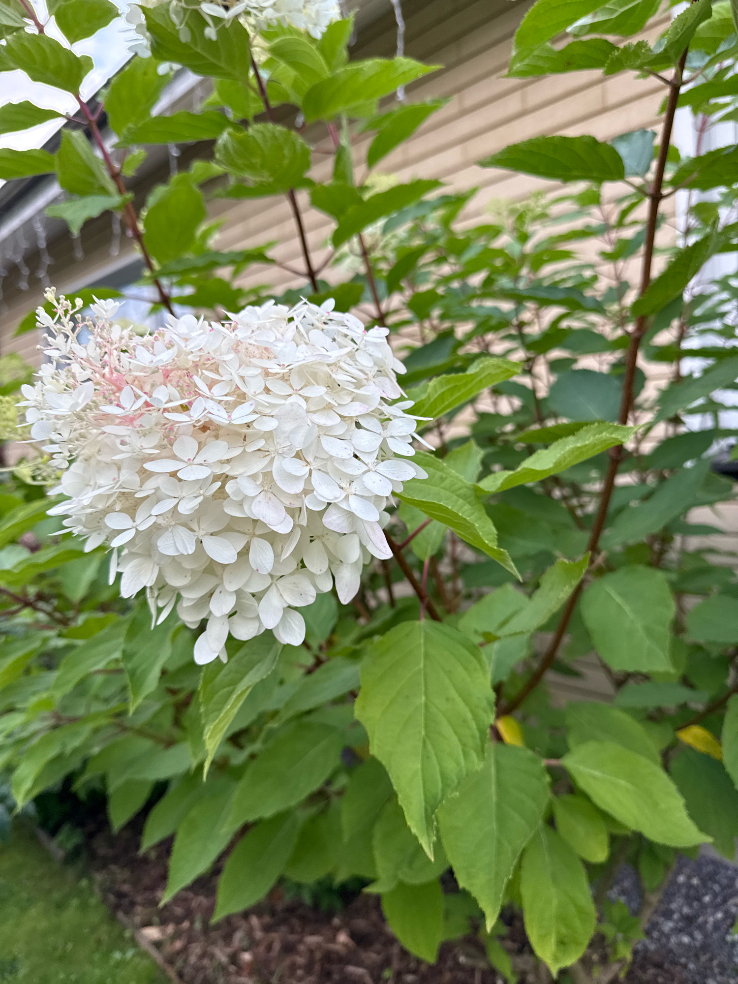 An outdoor medium shot shows a large cluster of white hydrangea flowers with hints of pink in the center. The flowers are in the foreground and are in focus. Behind the flowers, a dense arrangement of green hydrangea leaves and stems is visible. In the background, a beige-colored house with a white trim and a gutter is partially seen. The scene is likely in a residential backyard. There are no people or animals in the image. The lighting suggests it is daytime, possibly overcast or late afternoon.
