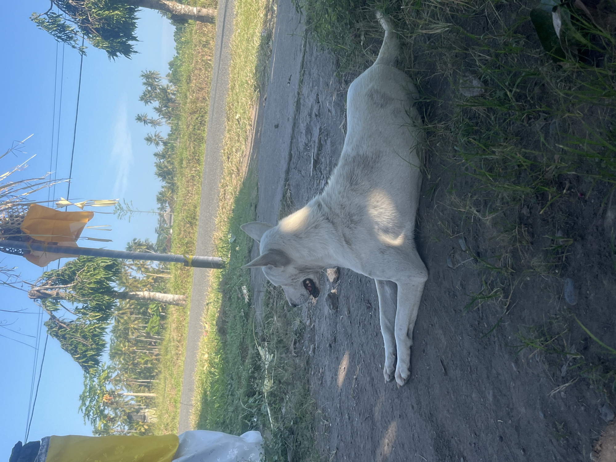 A white dog is lying on the side of a dirt road in Mendoyo, Indonesia. The dog appears to be relaxed, with its mouth slightly open. The road is flanked by a patch of green grass and some dry earth. In the background, a line of palm trees stretches across the landscape under a clear blue sky. The sun is shining, suggesting it is daytime, likely morning or afternoon. The scene is peaceful and rural. There is no visible text in the image.