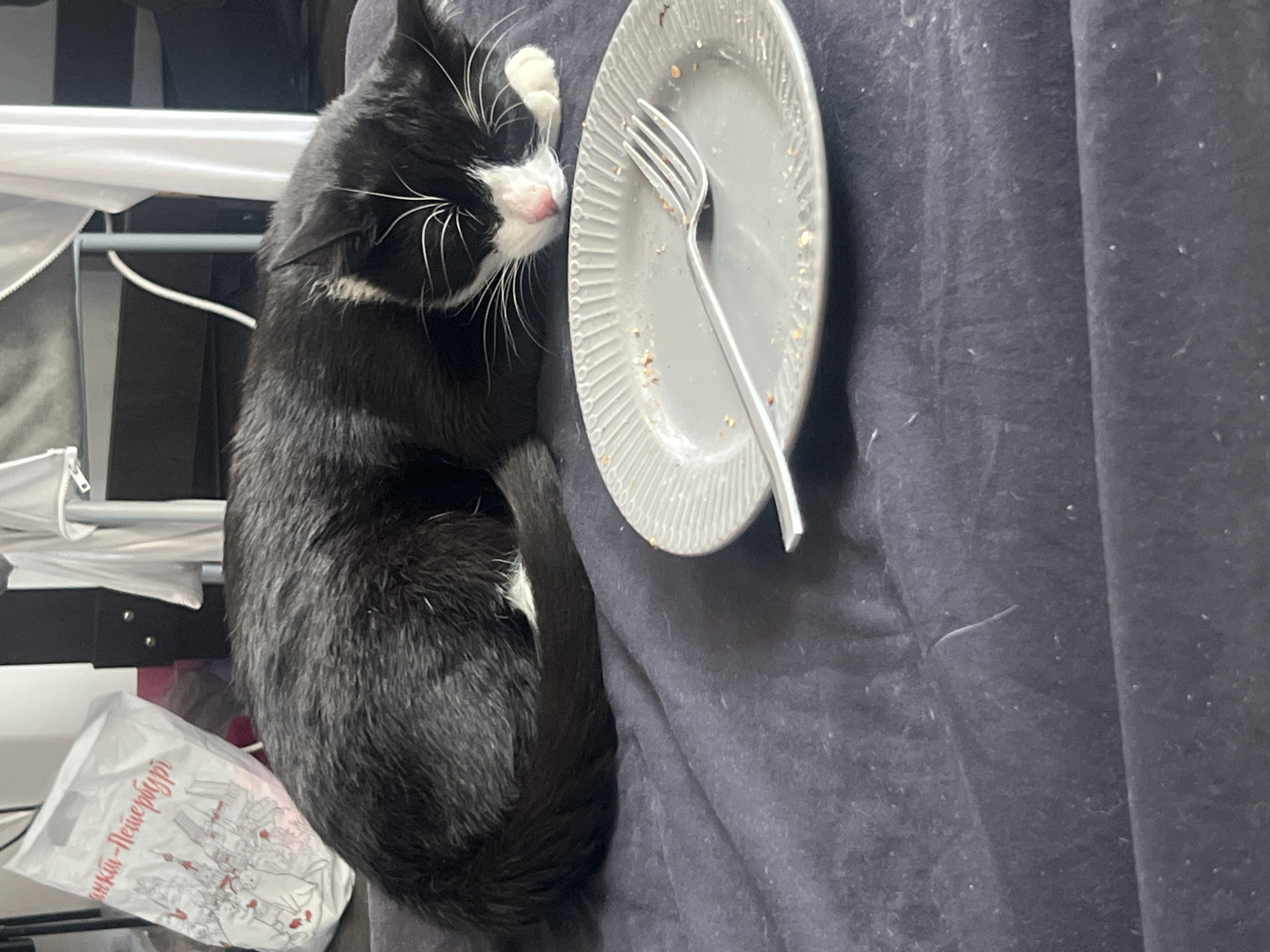 A black and white cat is sleeping on a dark purple fabric surface. In front of the cat is a grey, textured plate with a fork resting on it. There are crumbs on the plate. In the background, a white plastic bag with red lettering and a drawing of buildings and cats is visible. The overall environment suggests an indoor setting. The red lettering on the bag reads "Санкт-Петербург" (Saint Petersburg), indicating the city where the image was taken.