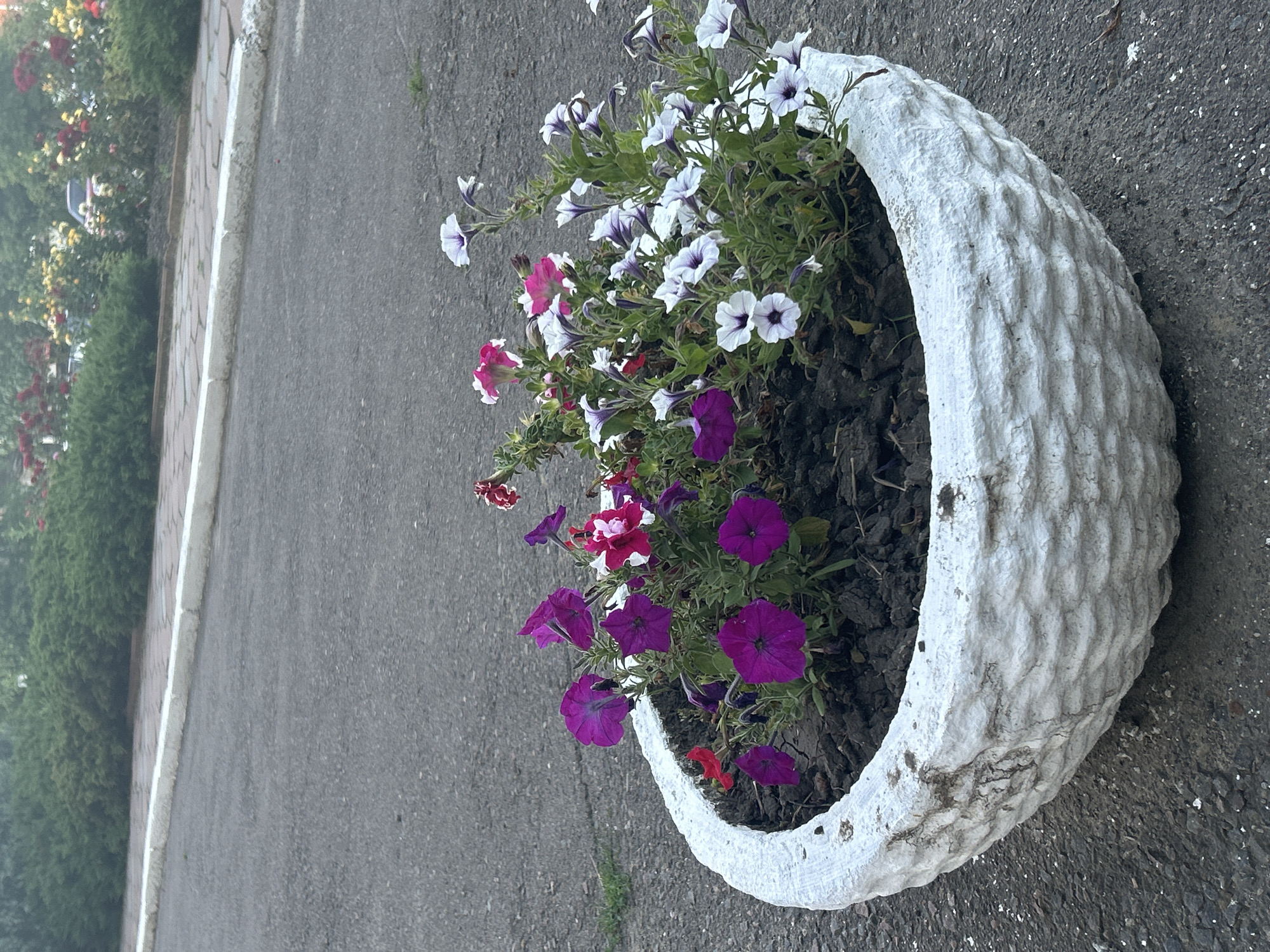 A white textured planter filled with purple, pink, and white petunias sits on an asphalt surface. In the background, green bushes and colorful flowers line a walkway separated from the asphalt by a white concrete curb. The scene appears to be located in the city of Ivanivka, Ukraine.