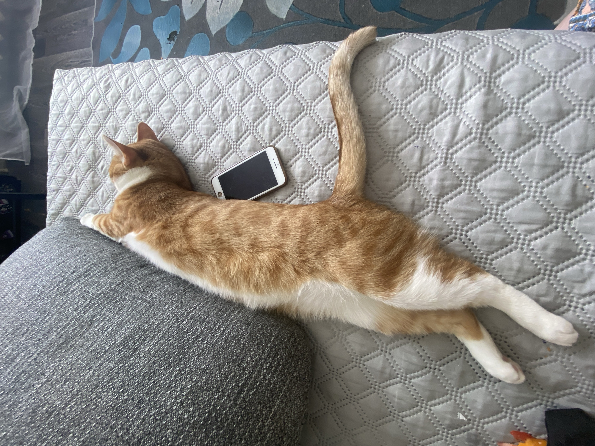 An orange and white tabby cat is sleeping on a quilted surface next to a large gray cushion. A white smartphone with a black screen is lying on the quilted surface next to the cat's body. The cat is stretched out on its side with its head resting on the quilted surface. The scene is indoors, likely in a home, on a couch or bed. The background shows a blurry view of a carpet with blue floral patterns and some white fabric.