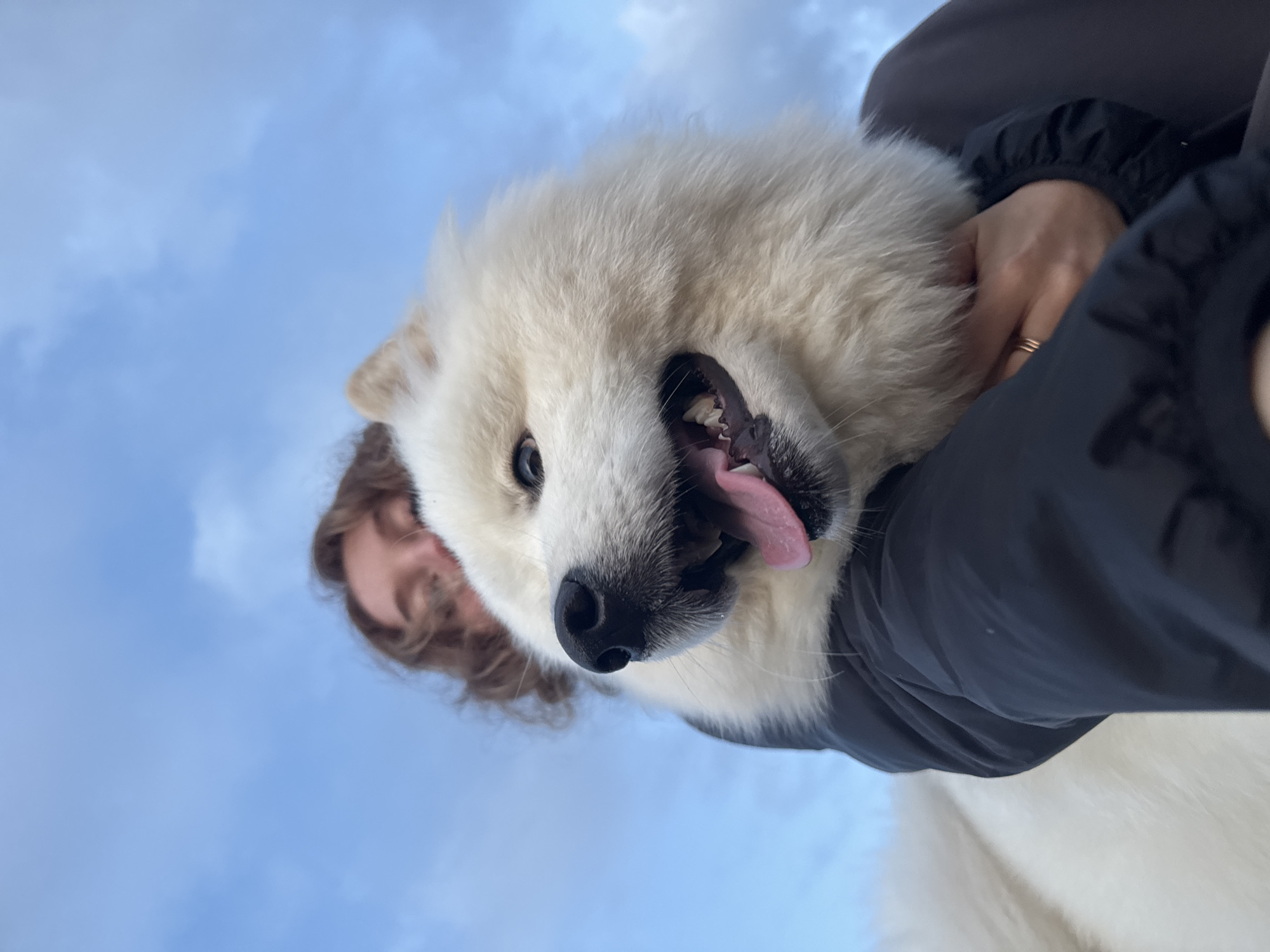A low-angle, close-up shot captures a Samoyed dog being held by an unseen person. The dog's face is the primary focus, with its mouth open, tongue out, and ears perked. The person's arm, clad in a black jacket, is visible around the dog's body, and a hand with a ring is also partially seen. The background consists of a cloudy blue sky. The scene does not provide any specific indicators of location within the city of Chaikovsky, Russia.