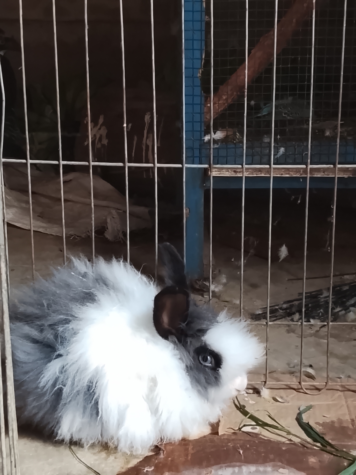 The image shows a fluffy rabbit with gray and white fur in a cage. The rabbit has a white face with a gray marking around its left eye. It is looking towards the right of the frame and appears to be eating some green grass. The cage has metal bars and a blue frame on the right side. In the background, there are some blurry objects and what appears to be more cages or enclosures, possibly housing birds. The ground inside the cage is a light brown color. The image was taken in Kuta Trieng, Indonesia.