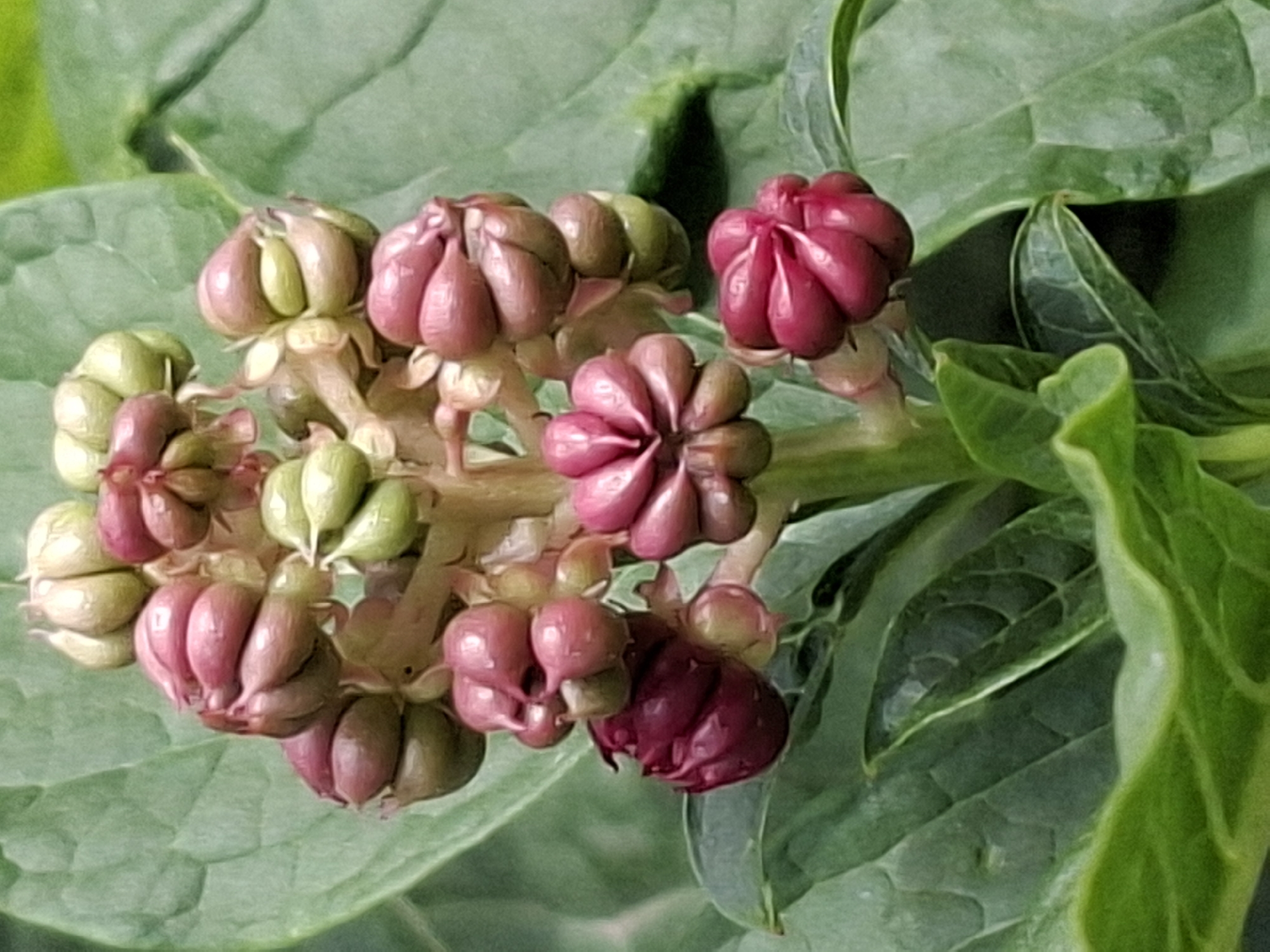 The image shows a close-up of developing berries on a plant, possibly Phytolacca americana (pokeberry). The berries are clustered on a central stem and are in various stages of development, ranging from green to a deep reddish-purple. The leaves of the plant are large, green, and veined, forming a backdrop for the berries. The lighting suggests an outdoor setting, with soft, diffused light. There are no people or man-made objects visible in the image. This image is not specific to the city of Almaty, Kazakhstan, as the plant depicted is common in many temperate regions worldwide.