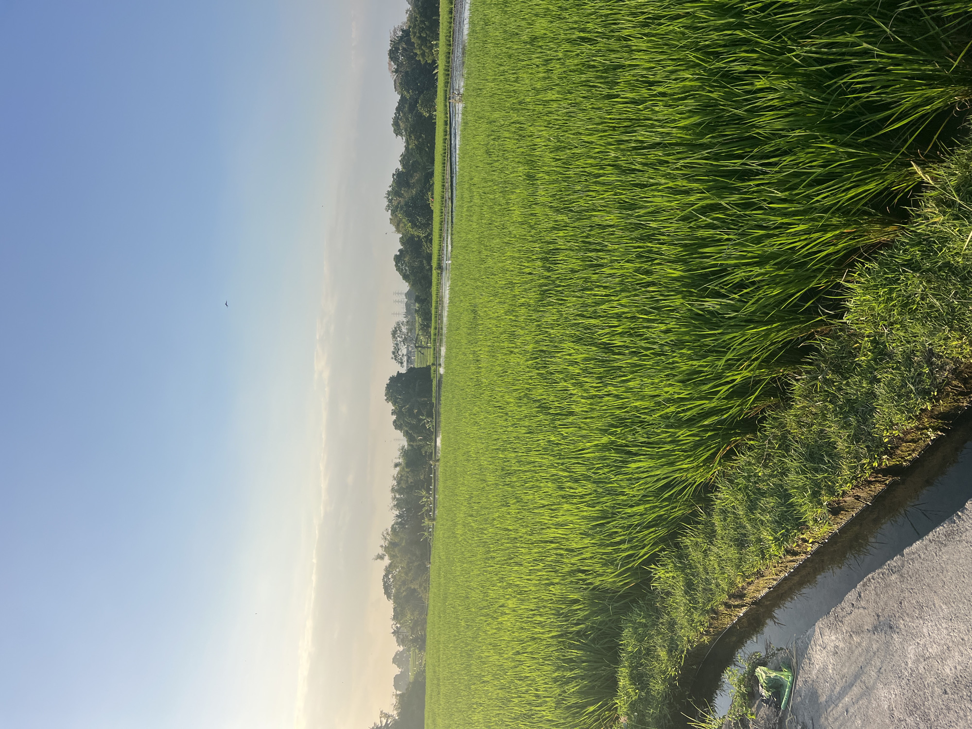 A wide shot captures a lush, green rice paddy field bathed in the warm glow of the late afternoon sun. The field stretches towards a distant line of trees and vegetation, creating a serene rural landscape. The sky above is a clear, pale blue with a few wispy clouds, and a tiny bird is visible in flight. A narrow irrigation ditch runs along the left side of the frame, bordered by a concrete path and some grassy embankment. The scene evokes a sense of peace and agricultural productivity in a rural area, possibly on the outskirts of the city of Kediri, Indonesia.