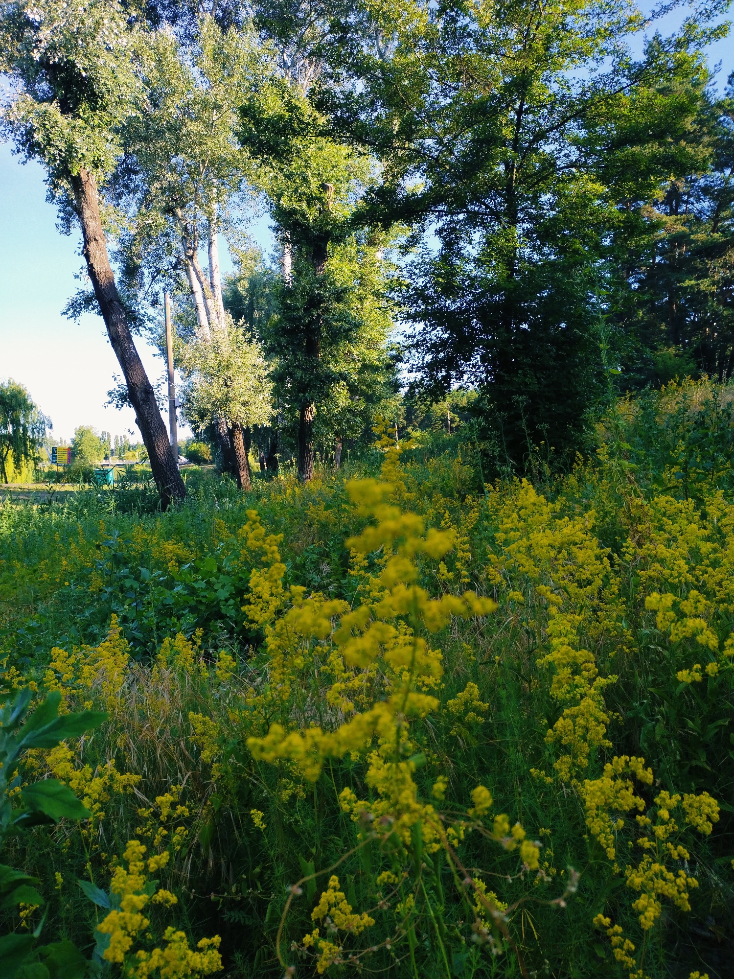 The image depicts a sunlit meadow filled with clusters of small yellow flowers in the foreground, creating a vibrant, natural landscape. In the mid-ground and background, tall trees with green foliage rise towards a clear blue sky. The trees are interspersed with more greenery, suggesting a park or wooded area. The overall scene is one of natural beauty and tranquility, likely captured on a warm day. While the image is not specific to Horishni Plavni, Ukraine, it is a general representation of the natural beauty that can be found in such locations.