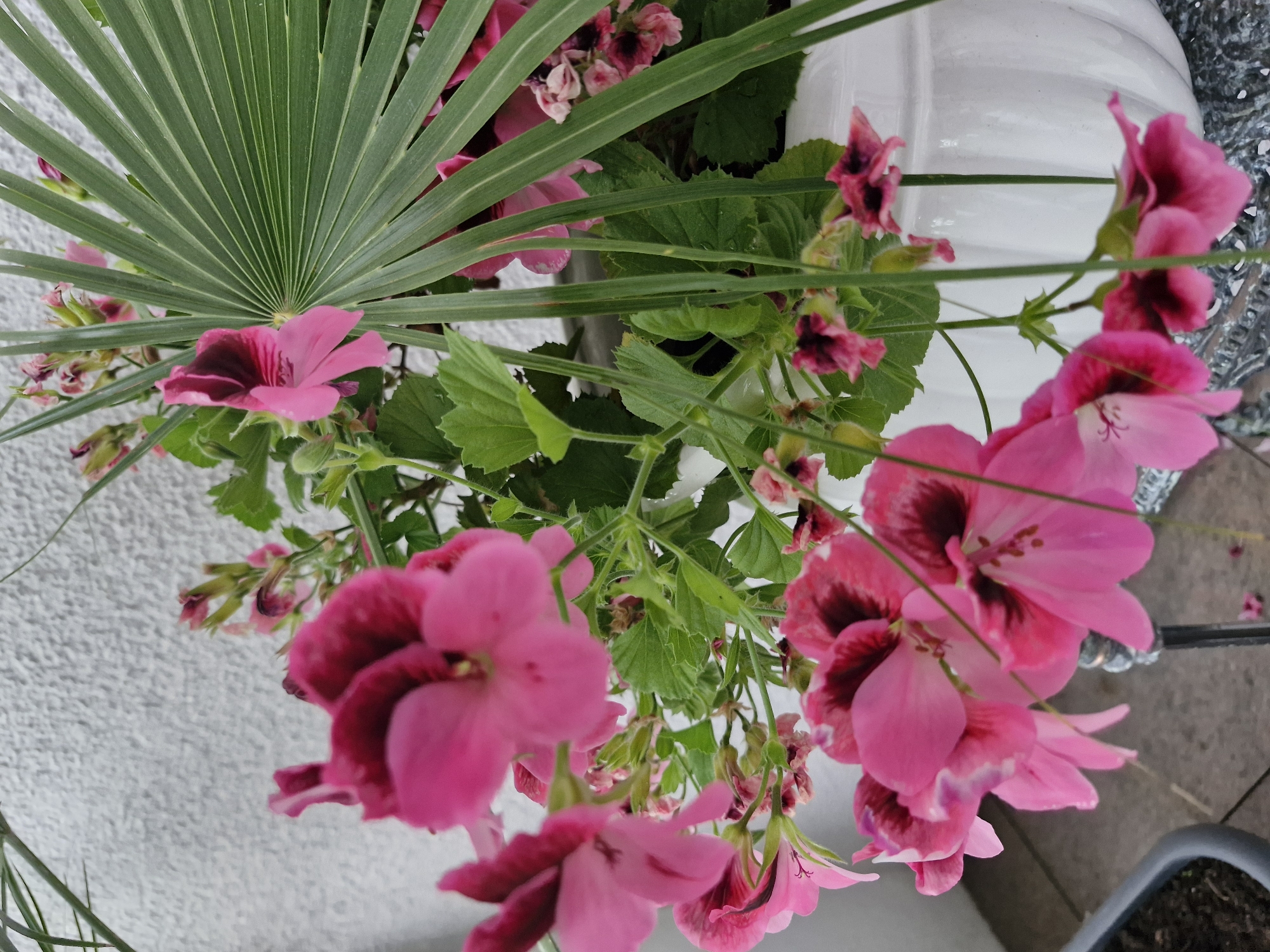The image shows a close-up of a pot of pink and dark pink geraniums with a palm frond. The pot is white and appears to be made of ceramic or glazed material. The background is a textured, off-white wall. The scene is outdoors, possibly on a balcony or patio, as indicated by the concrete paving stones visible in the lower left and right corners. There are no people or animals present. The lighting suggests it is daytime. The image was captured in Bremen, Germany, as part of a visual database project.