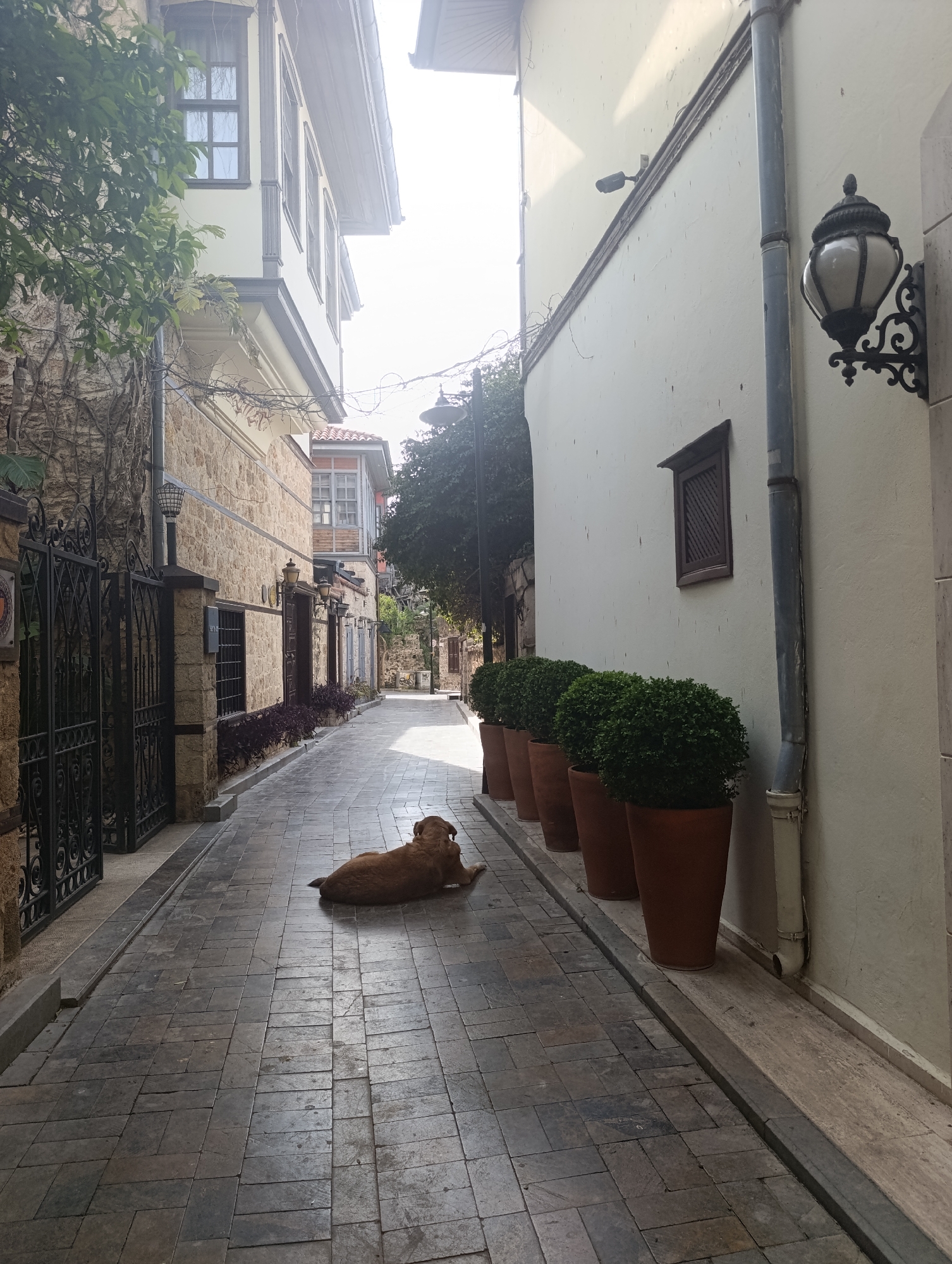 An eye-level, full outdoor shot shows a street in Antalya, Turkey. The street is a narrow alley paved with dark gray rectangular stones. A light brown dog lies prone in the middle of the alley. The left side of the alley features a stone building partially covered in ivy, behind a black wrought iron gate. On the right side, a tall cream-colored building is lined with five large terracotta-colored pots filled with rounded shrubs. A black ornate street lamp is mounted on the wall. The buildings create a shaded alleyway with a bright, sunlit opening at the far end.