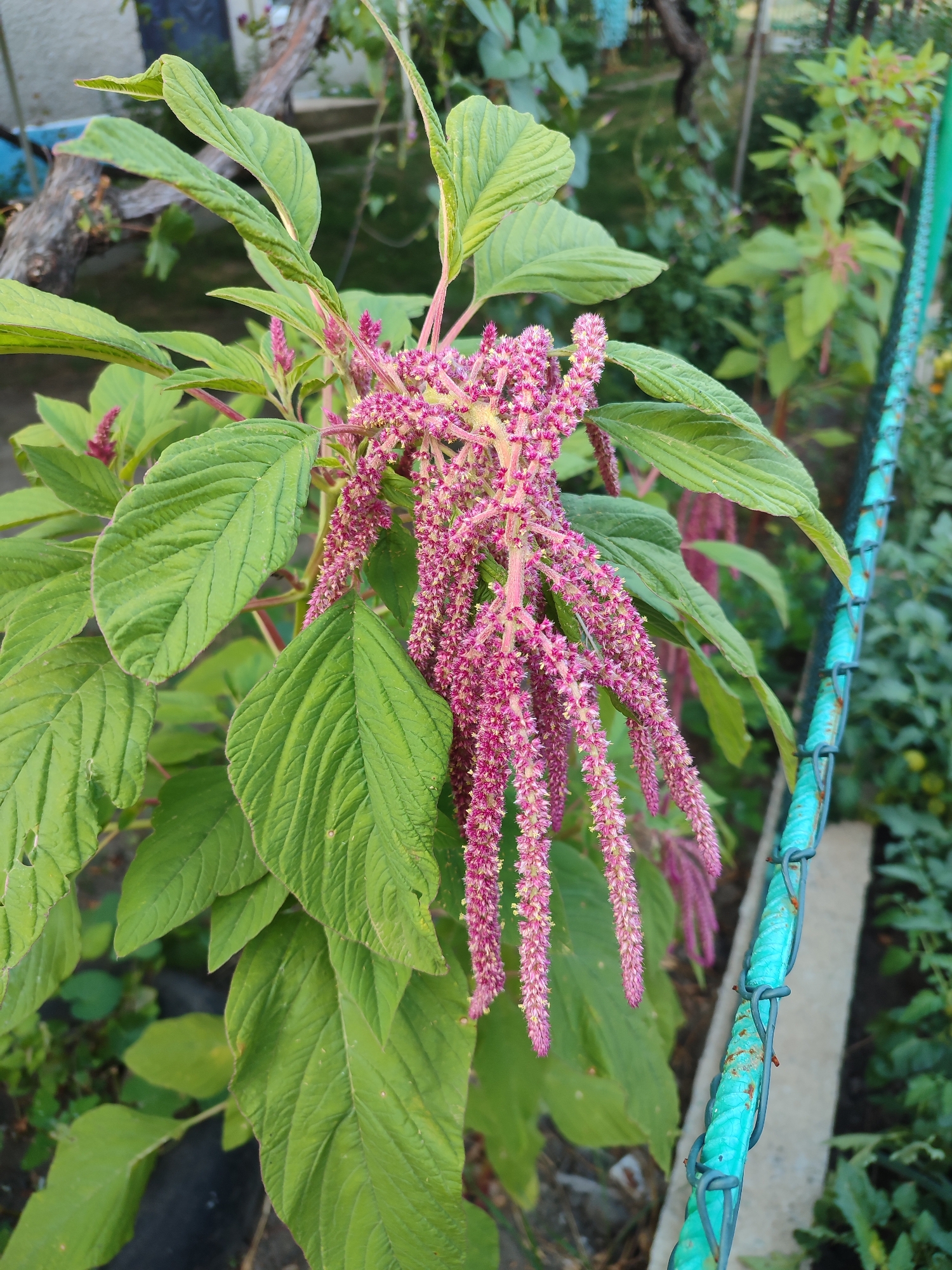 A close-up, eye-level, outdoor shot focuses on the pendulous pink flower stalks of an amaranth plant. The flower stalks, which are dense and fuzzy with many small florets, hang downwards, varying in length. Large, veined green leaves with serrated edges surround the flowering stems. The background is blurred but shows other greenery, including a fence constructed of rusted rebar painted turquoise. The ground appears to be dirt and there is a concrete border visible. The lighting is natural and appears to be overcast or in shade.