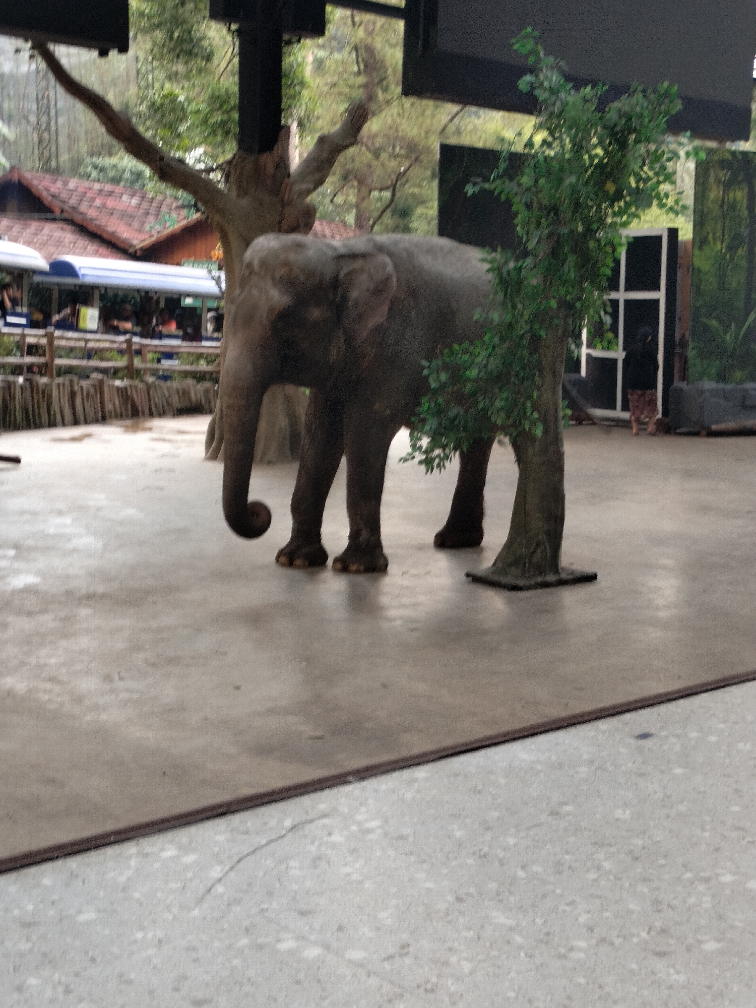 An elephant stands on a paved outdoor area, partially obscured by a faux tree. The elephant is facing left, with its trunk curled upwards. It has thick legs and large ears. In the background, a building with a red tiled roof and a fence with wooden posts are visible. To the left of the elephant, a white and blue structure, possibly a tram or bus, is parked. Further back, trees and foliage suggest a natural, outdoor setting. A person is visible in the far right background, near some dark structures. The scene appears to be set up for a performance or display, with the faux tree and the paved area suggesting a controlled environment. The overall lighting suggests it is daytime, and the foliage indicates a warm climate, possibly consistent with Cisarua, Indonesia. No specific emotions are conveyed by the elephant. There is no visible text in the image.