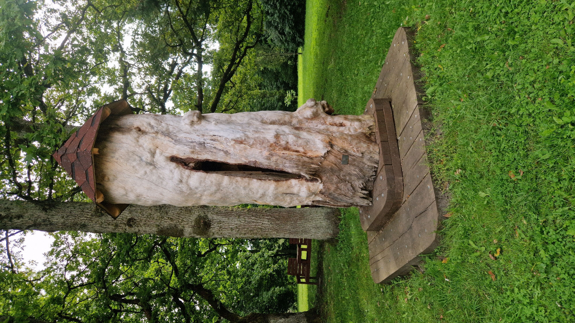 The image shows a hollowed-out tree trunk, possibly a natural monument or art installation, with a roof constructed from red shingles. The trunk is light in color with visible grain and a large, dark opening in the center. It stands on a square base made of dark wooden planks, which in turn rests on a lower platform of brick-like material. The installation is situated on a well-maintained lawn in a park-like setting, surrounded by mature trees with dense green foliage. In the background, to the left, a wooden bench and table are visible, suggesting a recreational area. The overall impression is of a peaceful, natural environment within the grounds of Kazdanga, Latvia. There are no people visible in the image.
