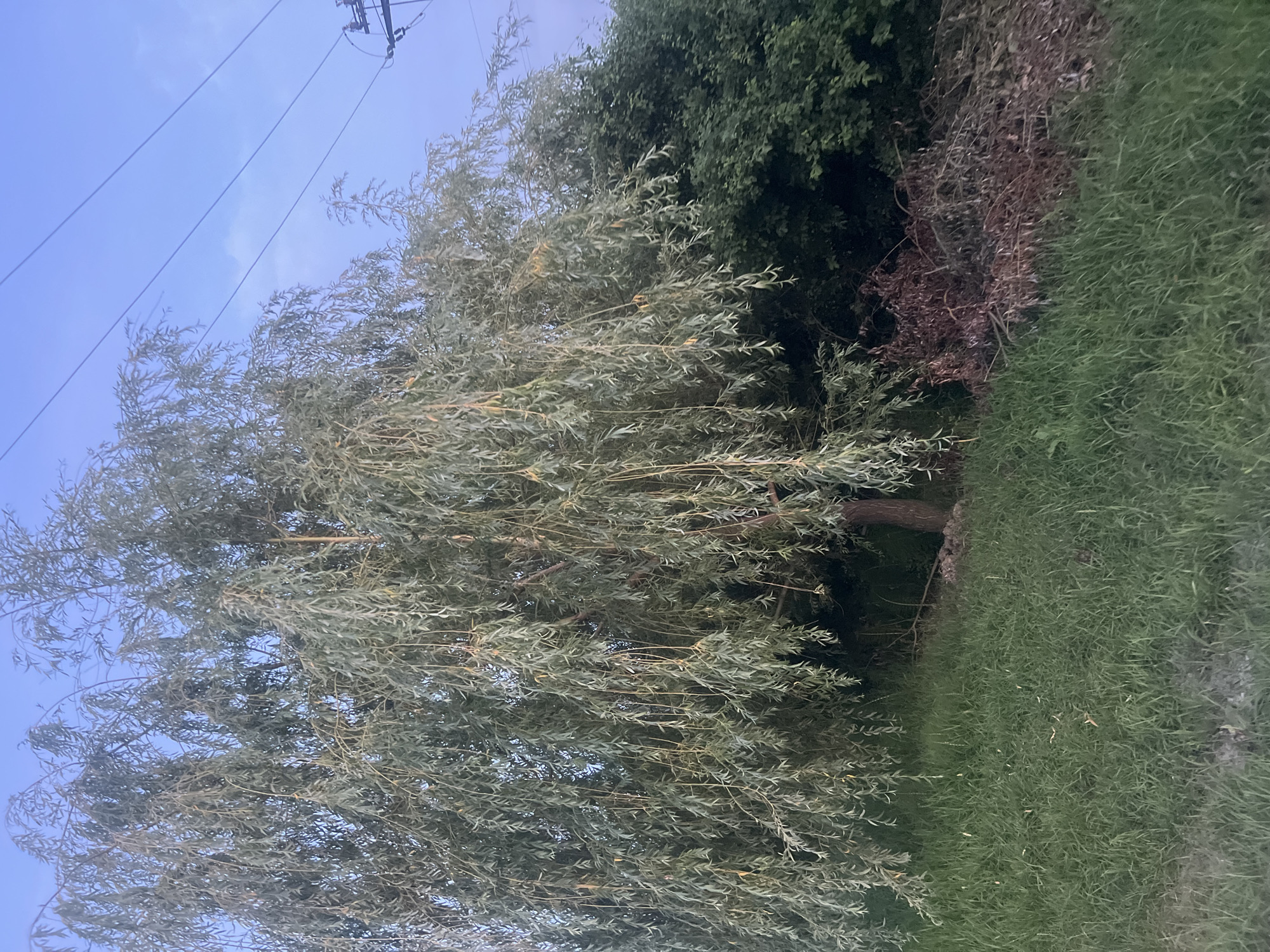 A tall, weeping willow tree with long, drooping branches and silvery-green leaves dominates the center of the image. It is situated in a grassy area with a clear blue sky overhead. To the right of the willow, a dense cluster of dark green bushes forms a backdrop, and further right, a pile of dried, reddish-brown branches and leaves lies on the ground. Electrical wires are visible stretching across the upper right portion of the sky, supported by a utility pole. The overall scene depicts an outdoor, natural environment, likely in a suburban or rural setting, with the presence of man-made infrastructure. The location is Bârnova, Romania.