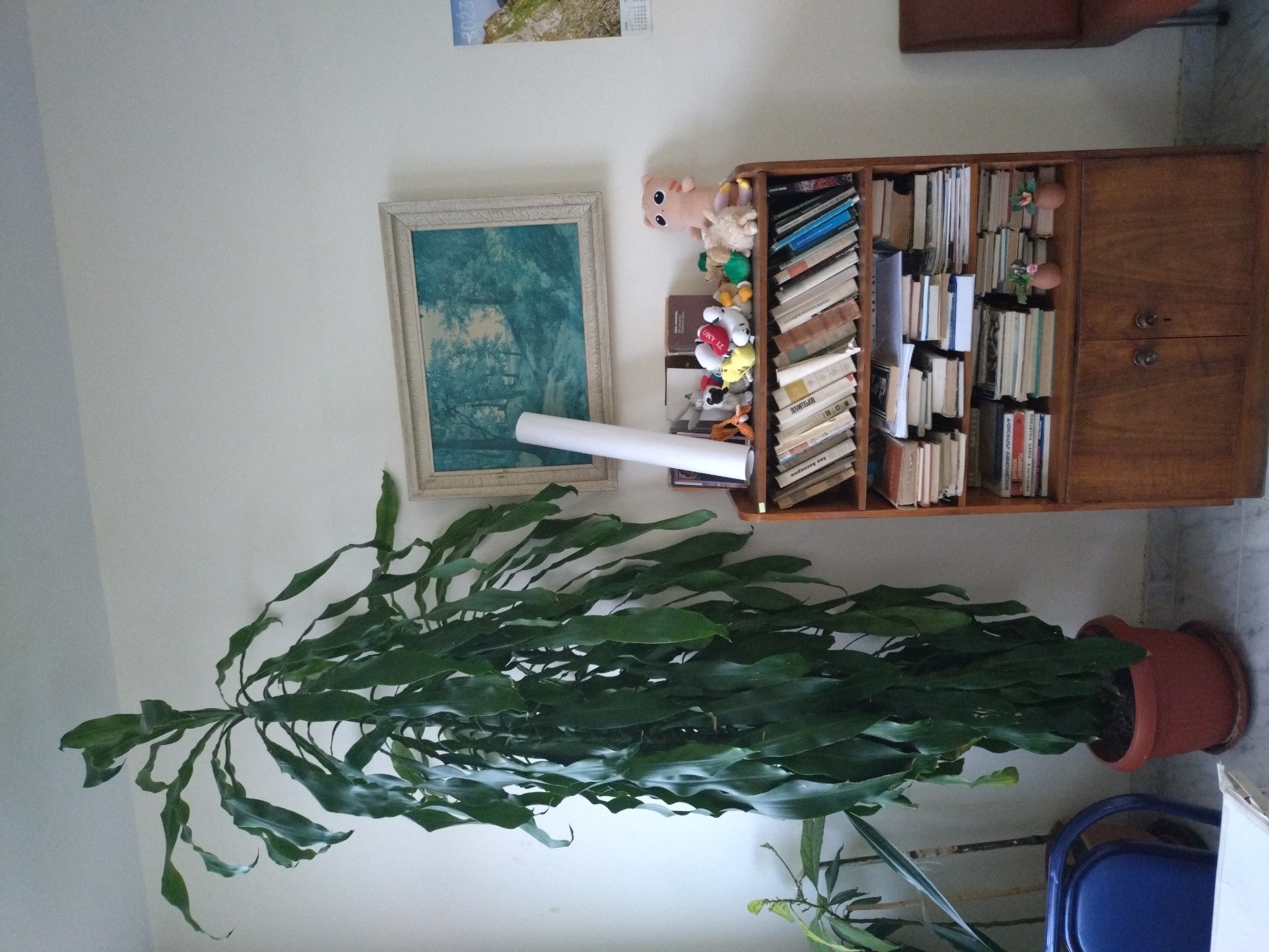 A long, leafy plant in a reddish-brown pot dominates the lower portion of the image. It stretches horizontally across the scene. Above it is a wall with a framed picture of a landscape and a rolled-up white paper. To the right of the picture is a wooden bookshelf stocked with books and several stuffed animals on top. A portion of a brown chair is visible in the upper right corner. In the lower right, a blue chair is partially visible behind the plant. There is no explicit information about the location being in Stara Zagora, Bulgaria, in the image.