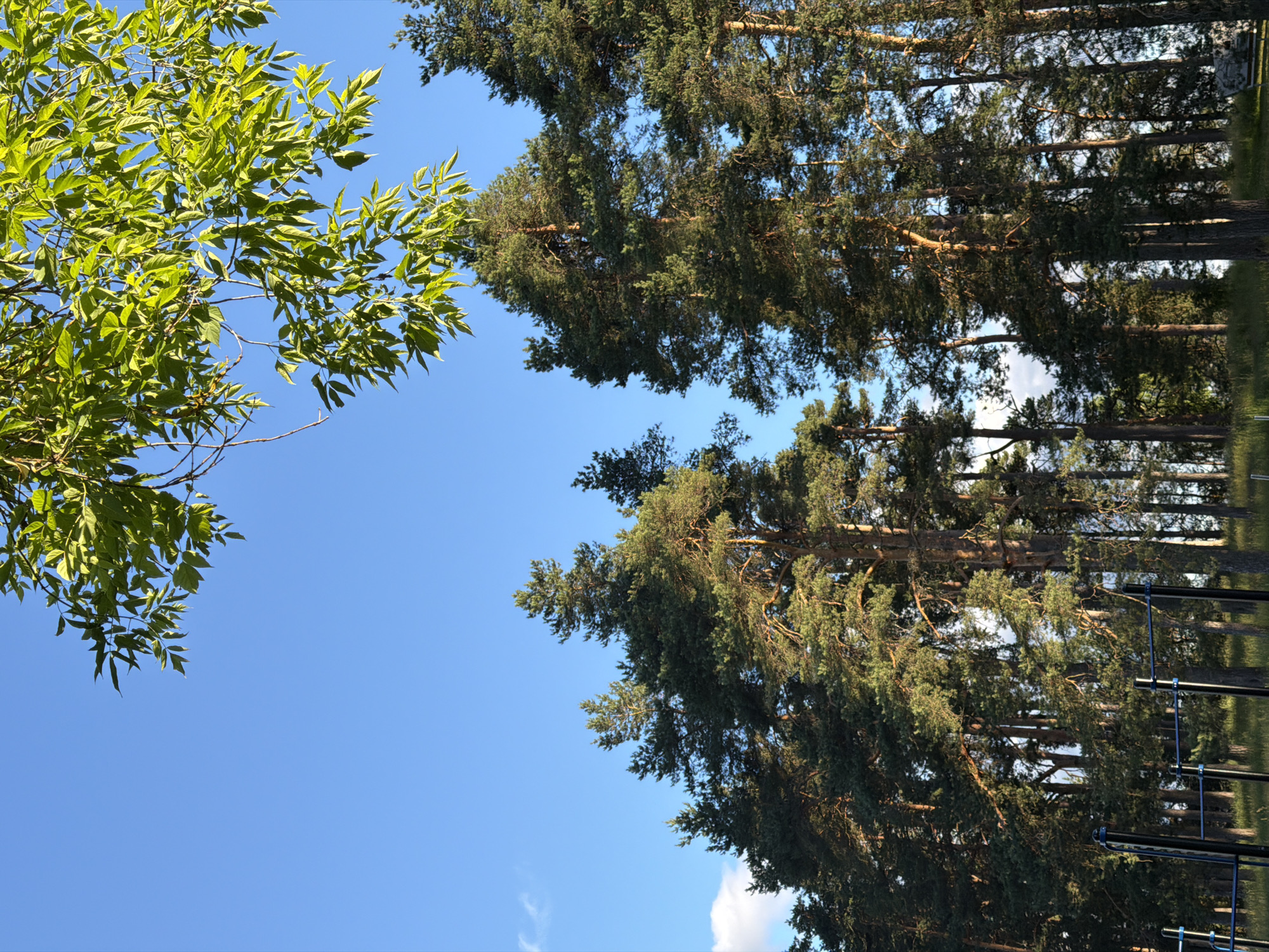This is a vertical, medium shot of a grove of pine trees against a bright blue sky. The trees are tall and dense, with thick trunks and dark green needles. Sunlight filters through the branches, creating dappled patterns of light and shadow on the ground below. The leaves of a deciduous tree, bright green and vibrant, are in the upper left corner of the frame, partially obscuring the sky. In the distance, a playground structure with dark metal bars can be seen. The image appears to have been taken on a clear, sunny day, likely in the afternoon, given the angle of the sunlight. The setting suggests an outdoor park or forest area in Moshenskoe, Russia, with a mix of coniferous and deciduous trees. There is no visible text in the image.