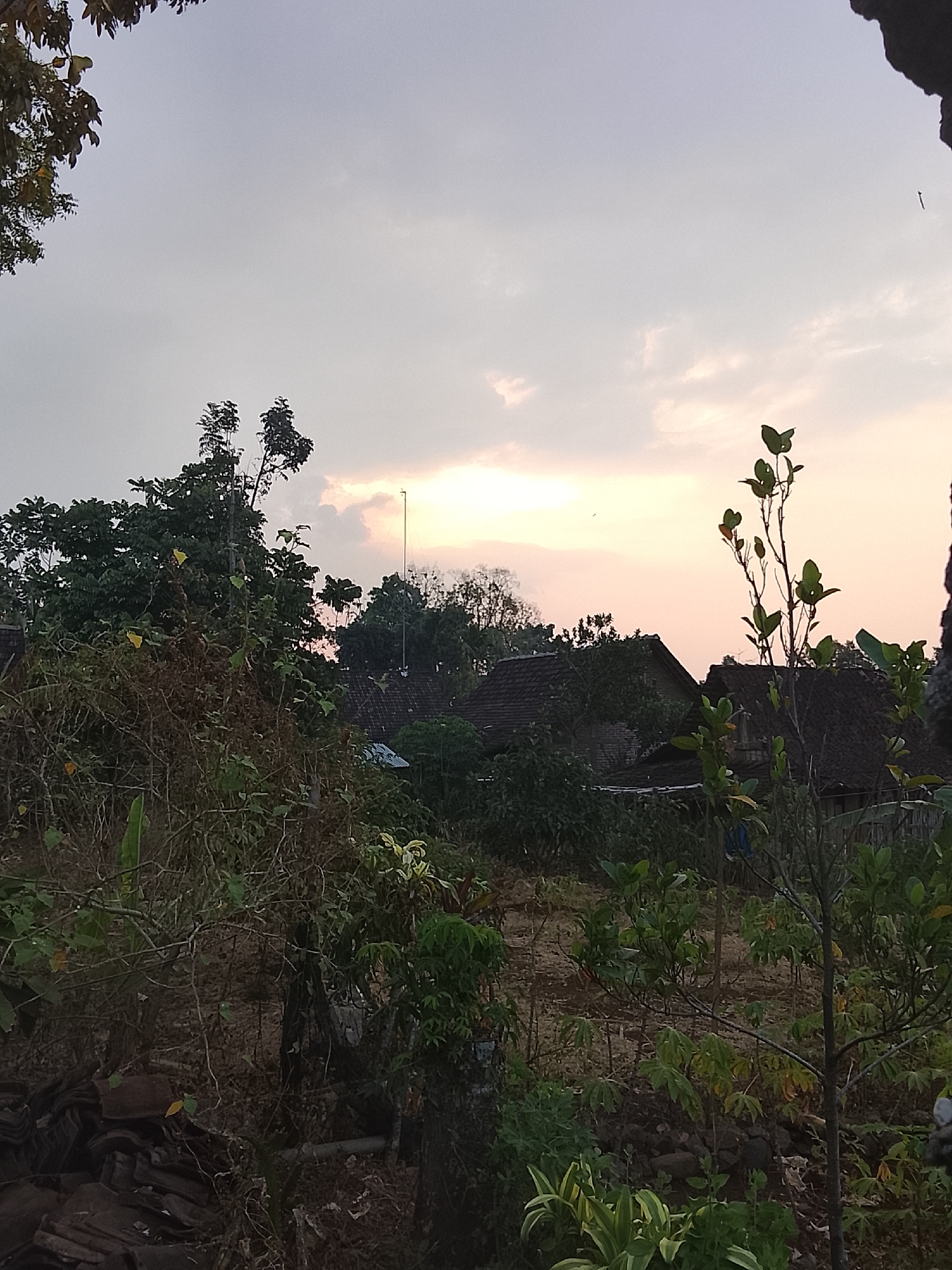 The image captures a rural scene in Dawung, Indonesia, at dusk. The sky is a soft gradient of gray and pink, with scattered clouds illuminated by the setting sun. In the foreground, lush green foliage and dry, tangled branches create a dense, natural barrier. The vegetation appears overgrown, with some trees reaching towards the sky.

Behind the foliage, traditional Indonesian houses with dark, tiled roofs are visible. The architecture suggests a simple, rustic setting. A tall, slender antenna or pole stands erect near the houses, indicating the presence of modern communication infrastructure within the traditional landscape. The ground appears to be a mix of dry earth and vegetation. The overall atmosphere is tranquil and serene, characteristic of a peaceful evening in the Indonesian countryside.